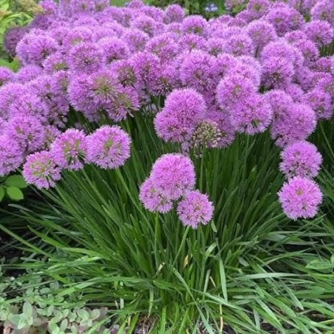 Allium Millenium Plant in 2.5 Inch Pot, Purple Allium Ornamental Onion Starter Plant for Garden