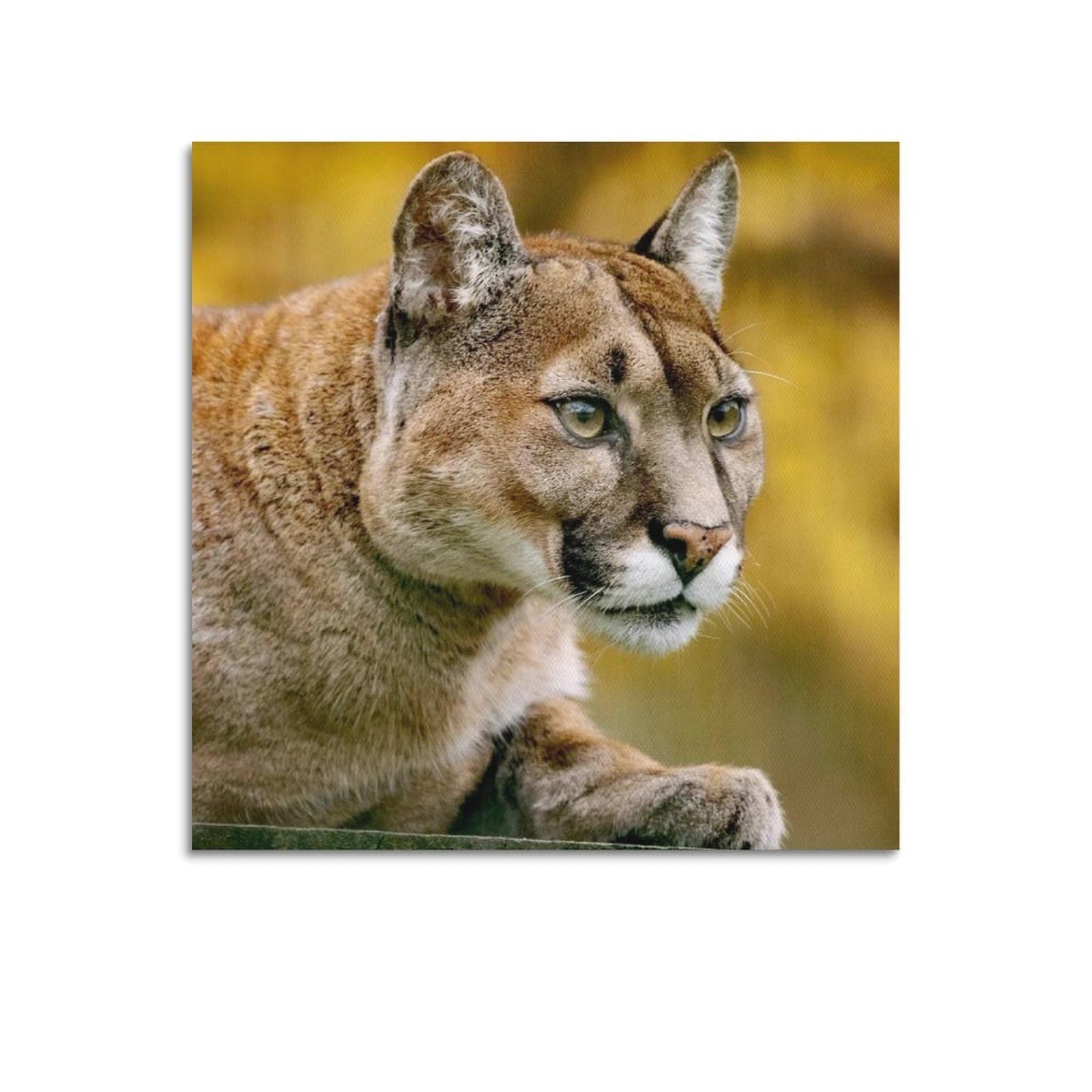 XKUGA Wild Felines Poster Cougar Big Cat Habitat Modern Decorative Canvas Prints - Ideal Wall Art for Family, Man Cave, Game Room, Boys & Girls Bedroom 12x12inch(30x30cm)