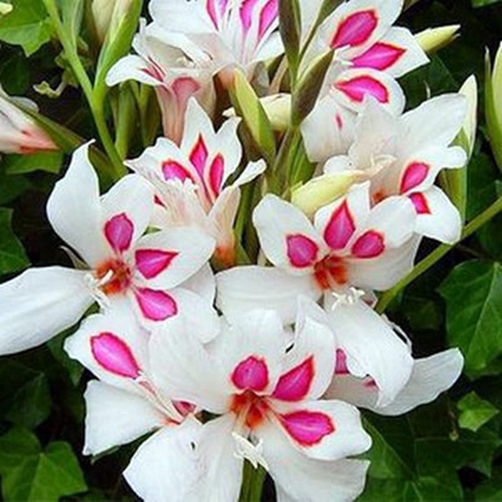 Hardy Gladiolus Bulbs – Perfect The Four Seasons Bulbs for Shaded Corners and Garden Beds,Hardy Perennial, Excellent Display-8 Bulbs-H