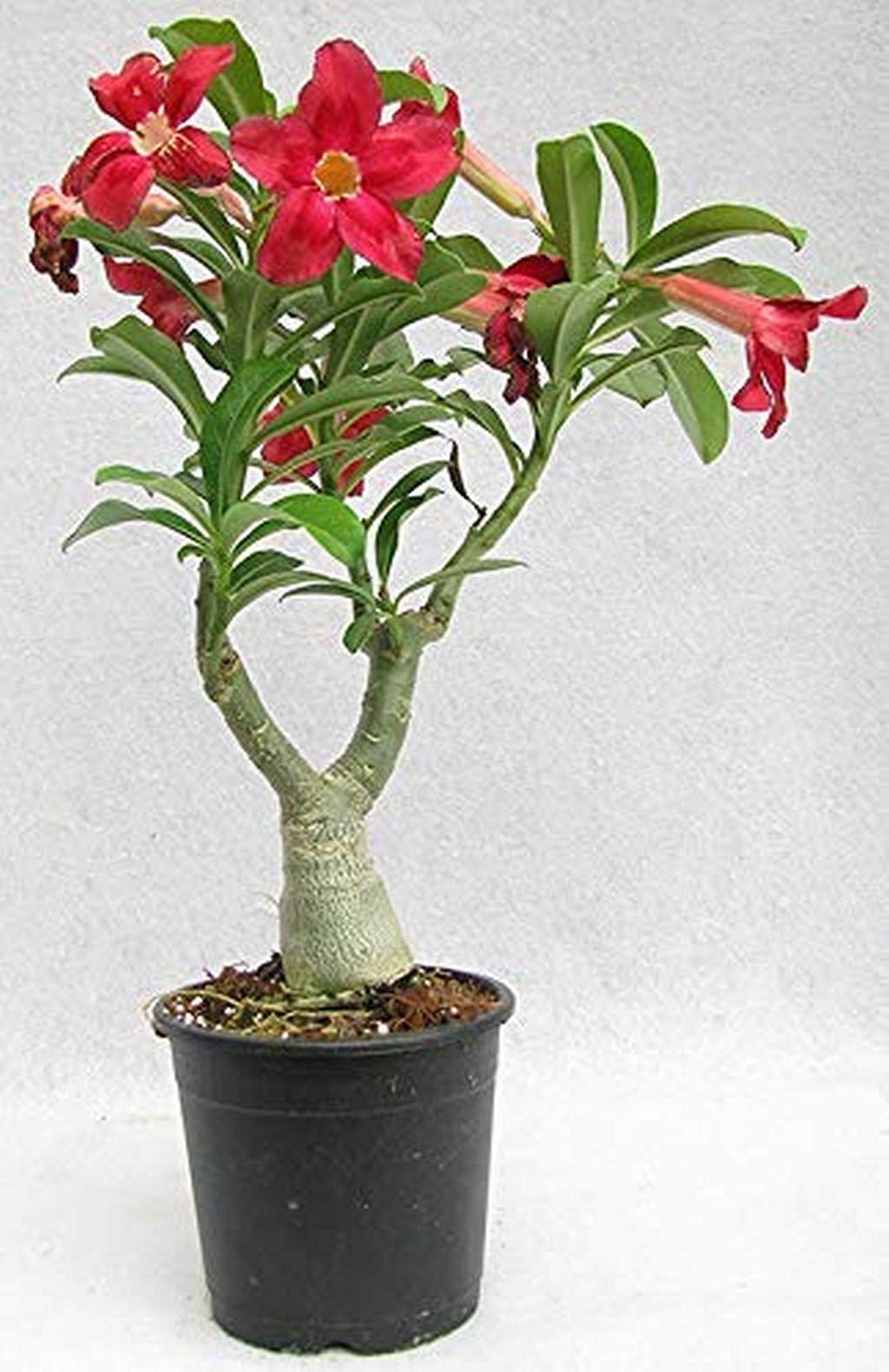See full amazon price history chart for Creative Farmer Bonsai Live Plant Gardens Beautiful Adenium Dessert Rose Balconies (Desert Rose) Impala Lily Container (1 Live Bonsai Plant) (PLANT-93-ADENIUM833ll@) Creative Farmer Bonsai Live Plant Gardens Beautiful Adenium Dessert Rose Balconies (Desert Rose) Impala Lily Container (1 Live Bonsai Plant) (PLANT-93-ADENIUM833ll@) (B08P5V44NG) Amazon Price History, Amazon Price Tracker