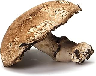 PRODUCE Organic Portabello Mushroom