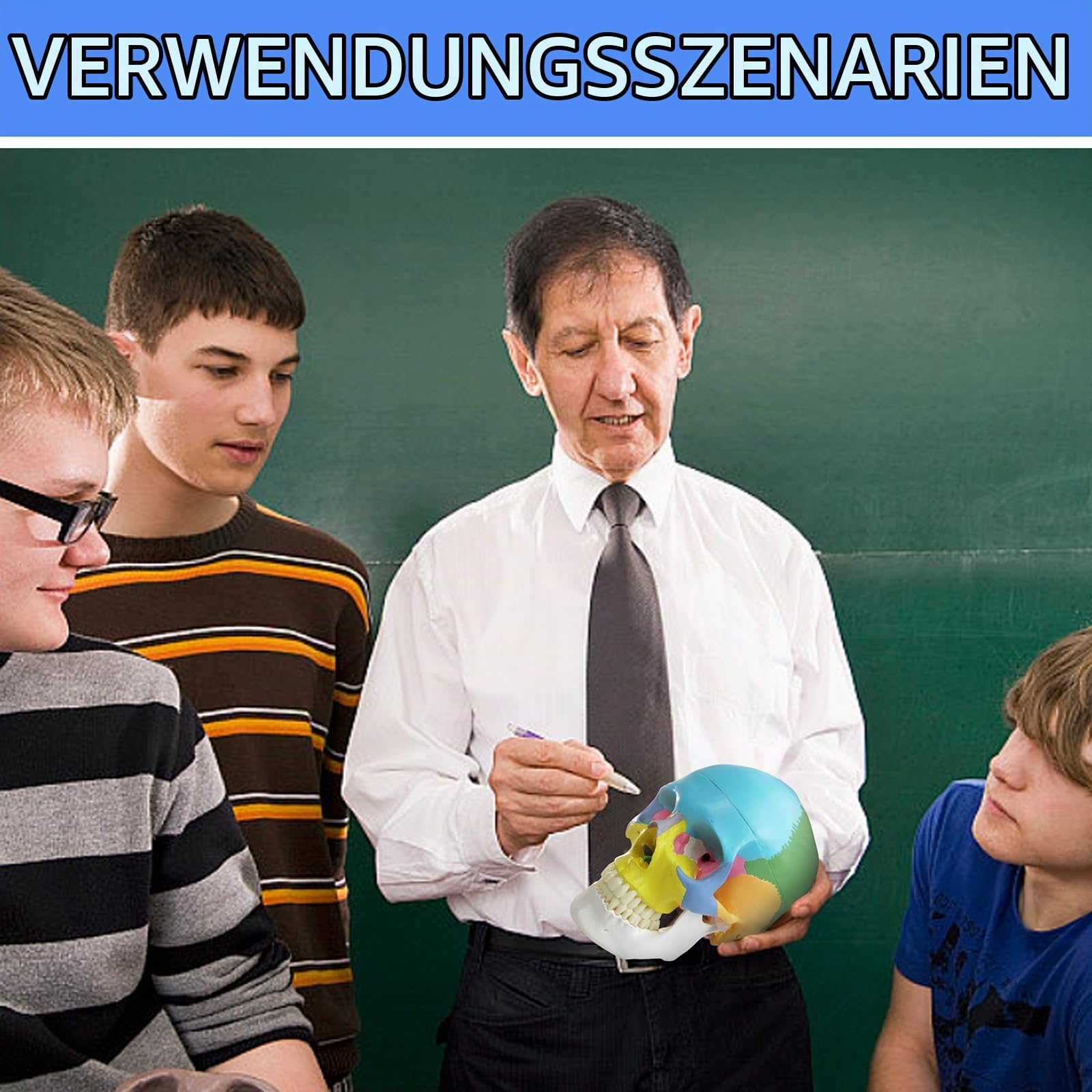 2025 Neues Anatomie Schädel Modell,Menschliches medizinisches Schädel Modell Dental ClinicTeaching Ausrüstung,Medizinisches Lehren Lernen