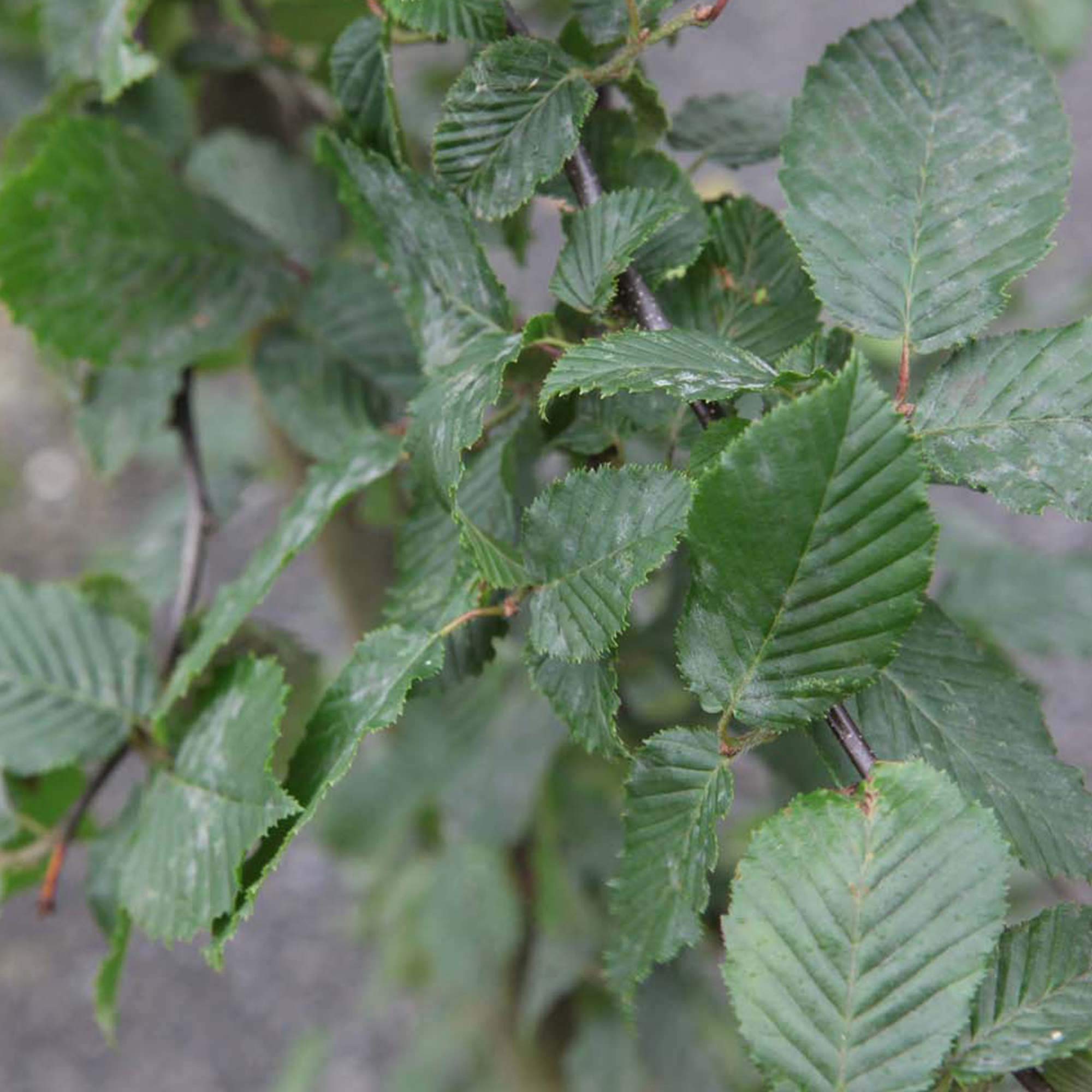Suttons Hornbeam Carpinus betulus Hedging Plant, Native Tree Species, British Grown, Retains Many Leaves in Winter, Supplied At 30-45cm Tall, 2-Litre Potted Plant(s) (6)