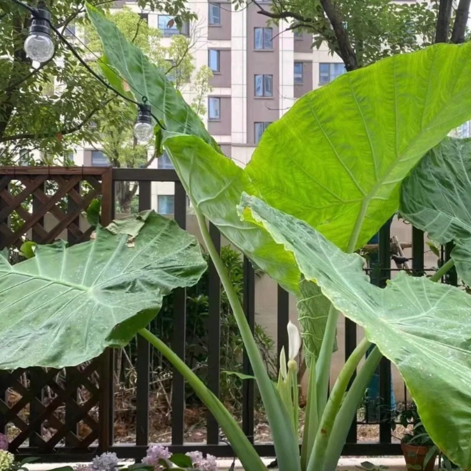 Elephant Ears for Planting UK Strong Plants That Grow Well Hardy Perennial Greening Excellent Display Indoor and Outdoor Perennial -5Bulbs-greenD