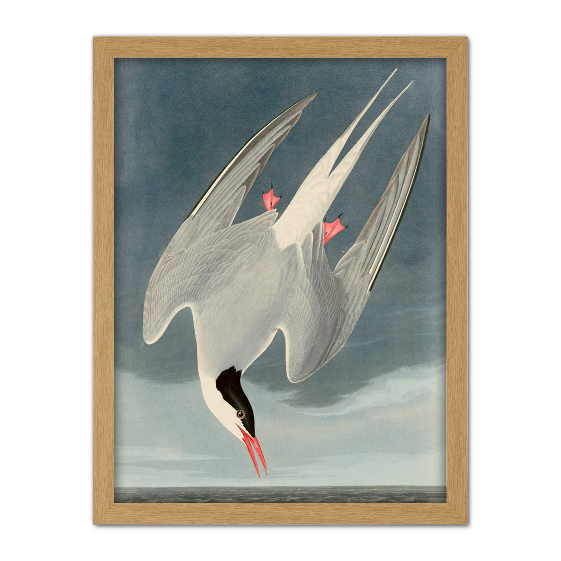 Artery8 Audubon Birds America Arctic Tern Artwork Framed Wall Art Print 18X24 Inch