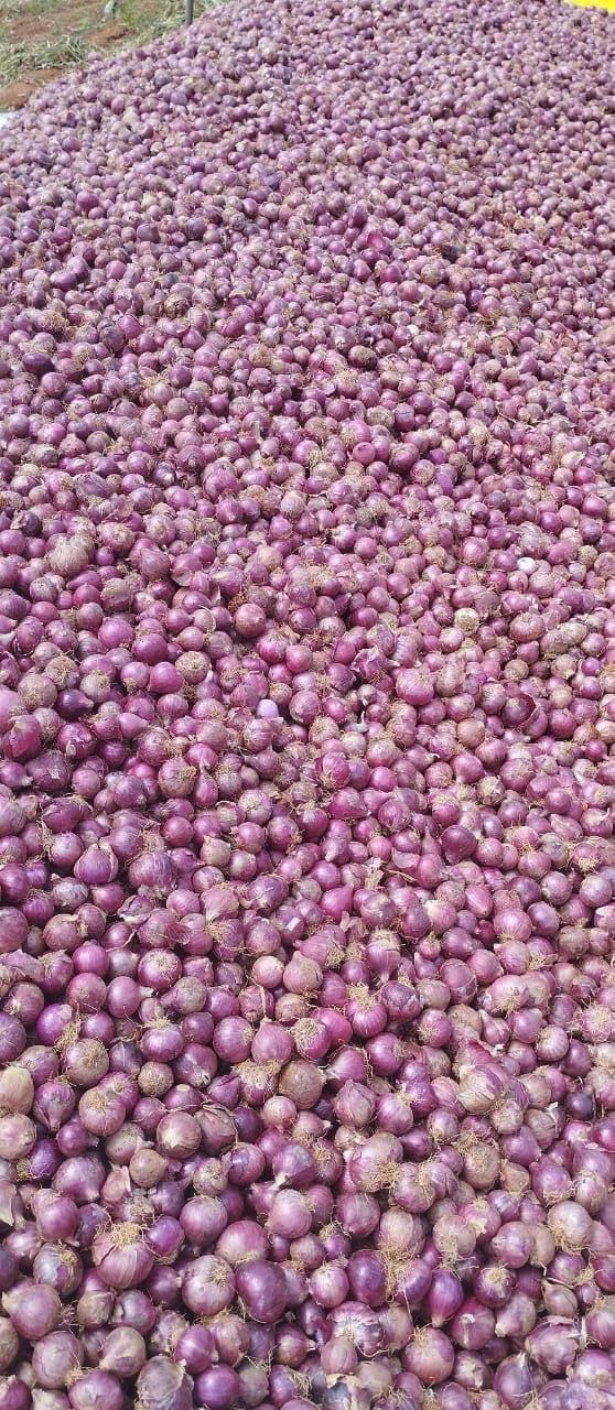 Fivestar Dehydrated Crispy Red Onion Flakes 1kg | Fried in Sunflower Oil | 100% Natural, Barista Style Biryani Onions | No Preservatives, Long Shelf Life | Perfect for Curries, Gravies & Noodles 1
