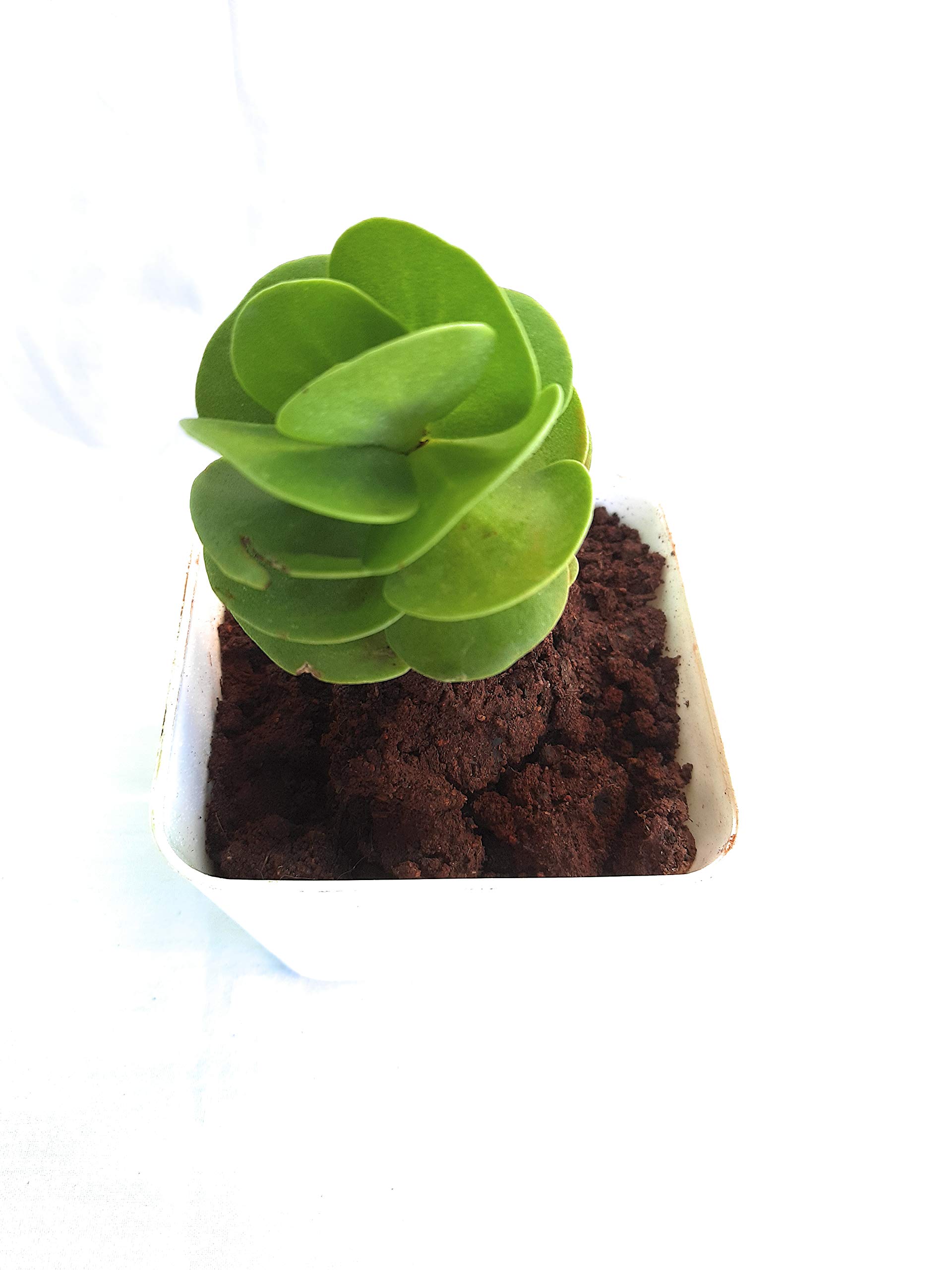 MVM e-comerce Live Succulent Plant String of Button (B08FGZKNX5) Amazon Price History, Amazon Price Tracker