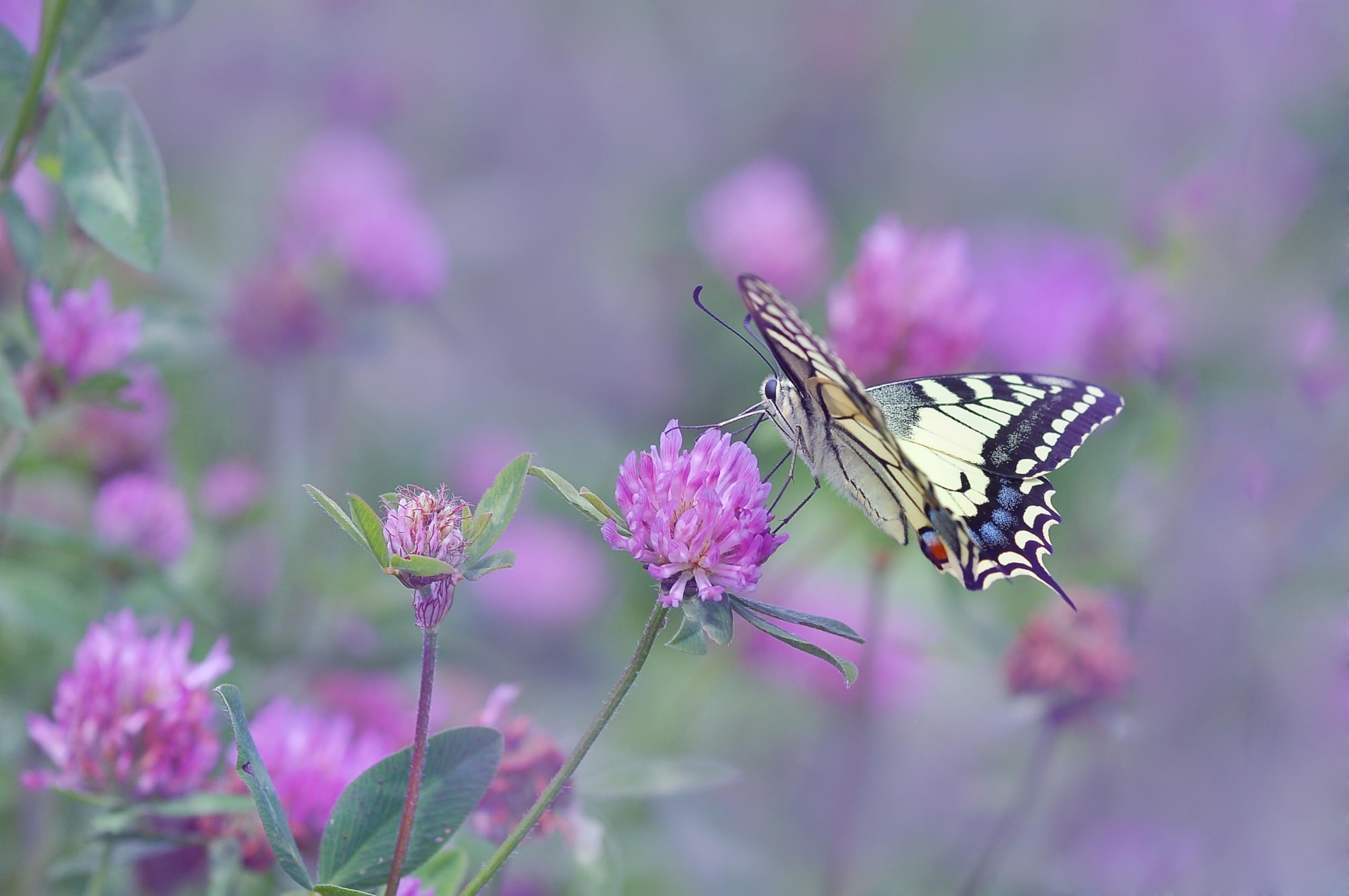 Rotklee (Trifolium pratense) Samen. Heilpflanze, Frischfutter für Kleintiere (50000 Samen = 100,0g)