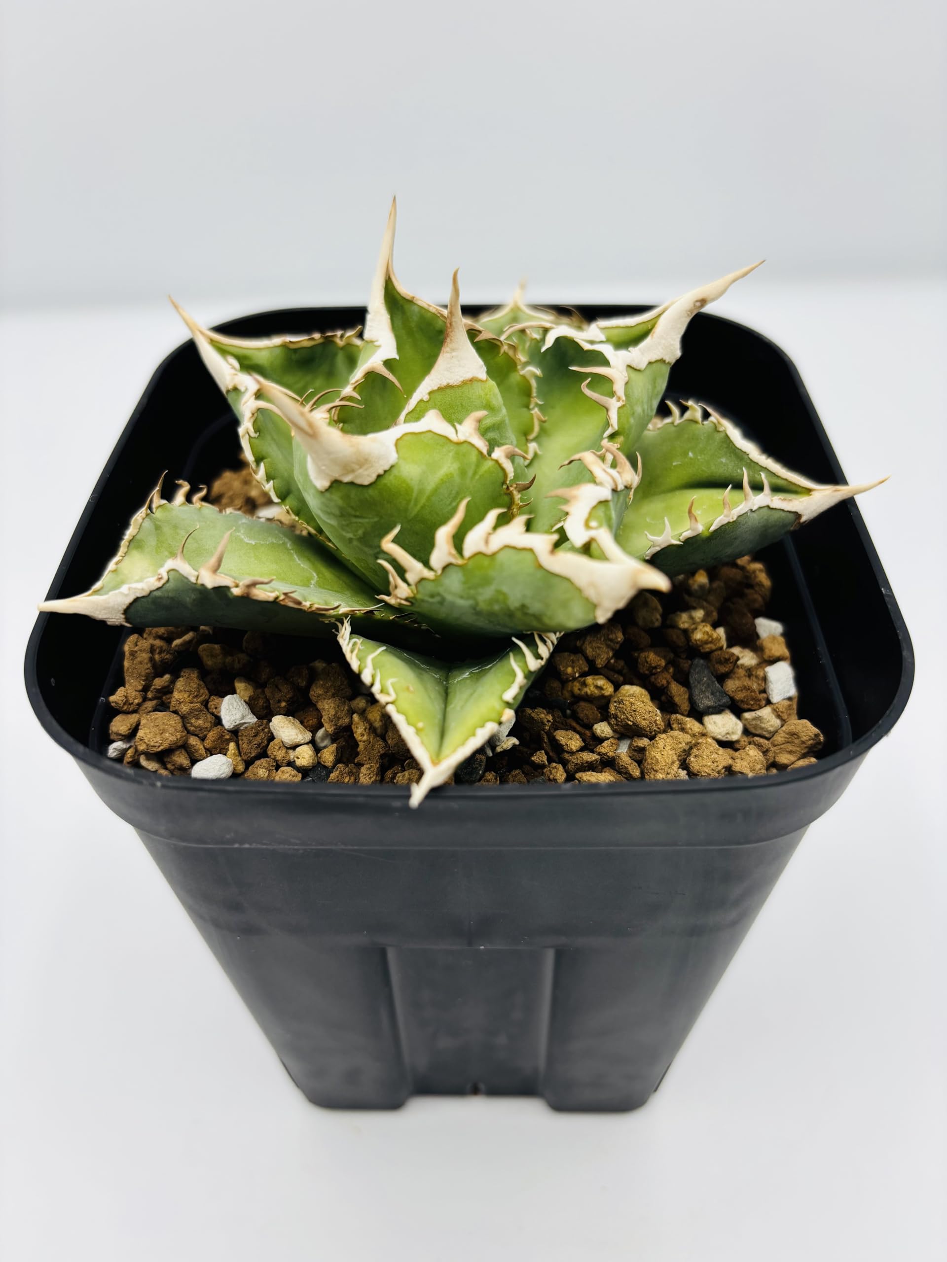 Amazon｜アガベ チタノタ 大白鯊/Agave titanota 'Great White Shark