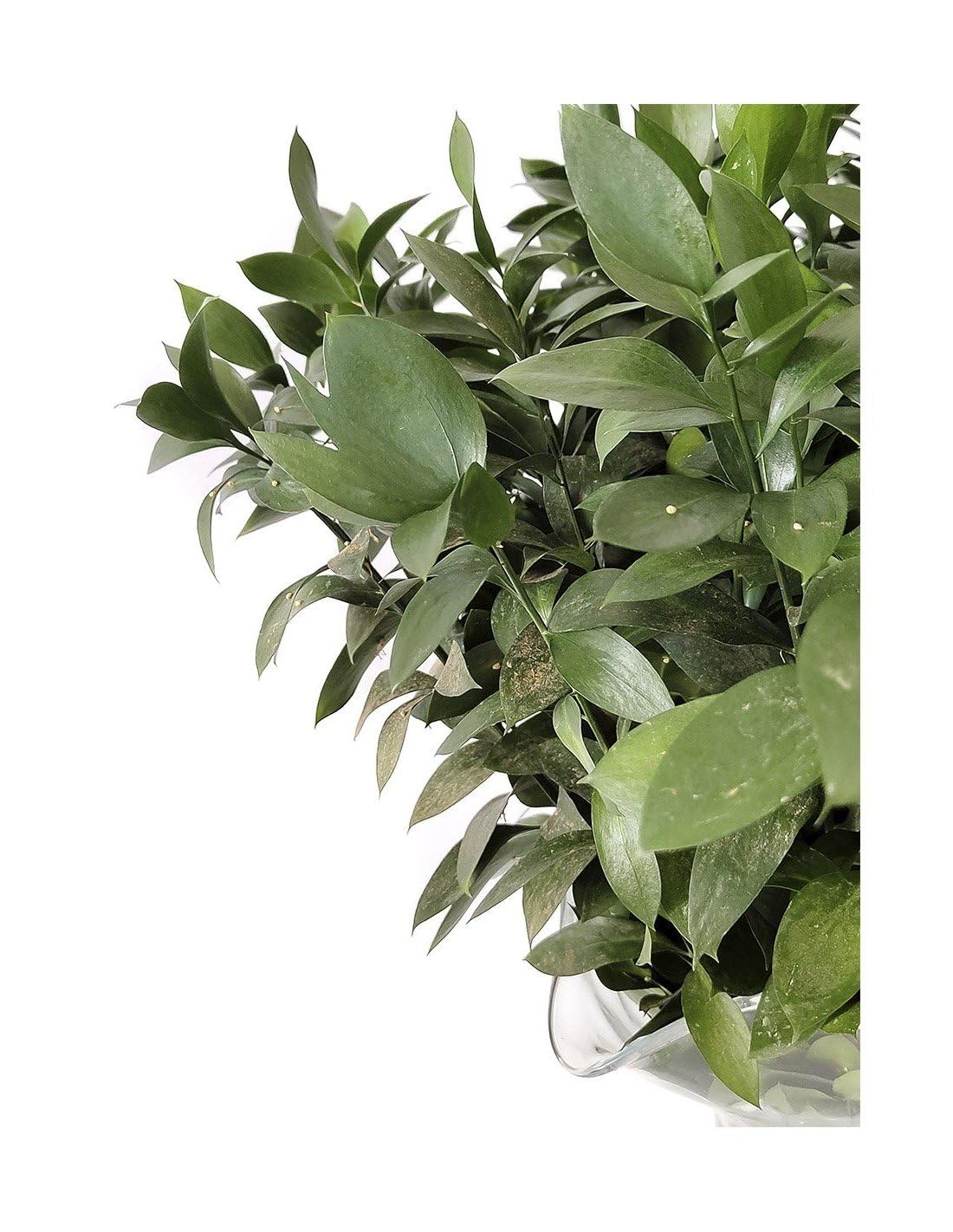 JARDIN202 - Ruscus | Flor Natural | Ramo de 50 tallos | Verde | 80cm de alto