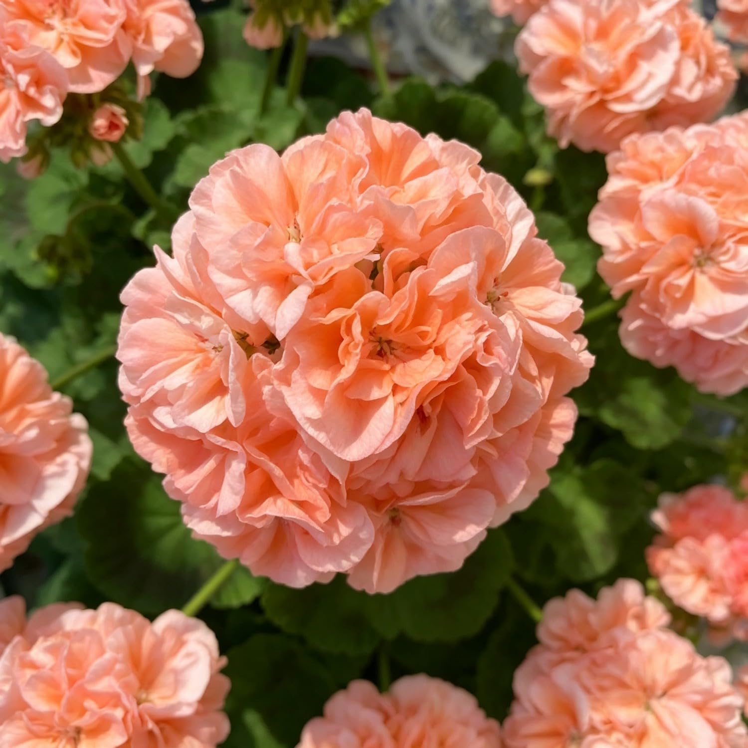 Double Geranium Seed-Hardy,Perennial, Vibrant Floral Display Garden
