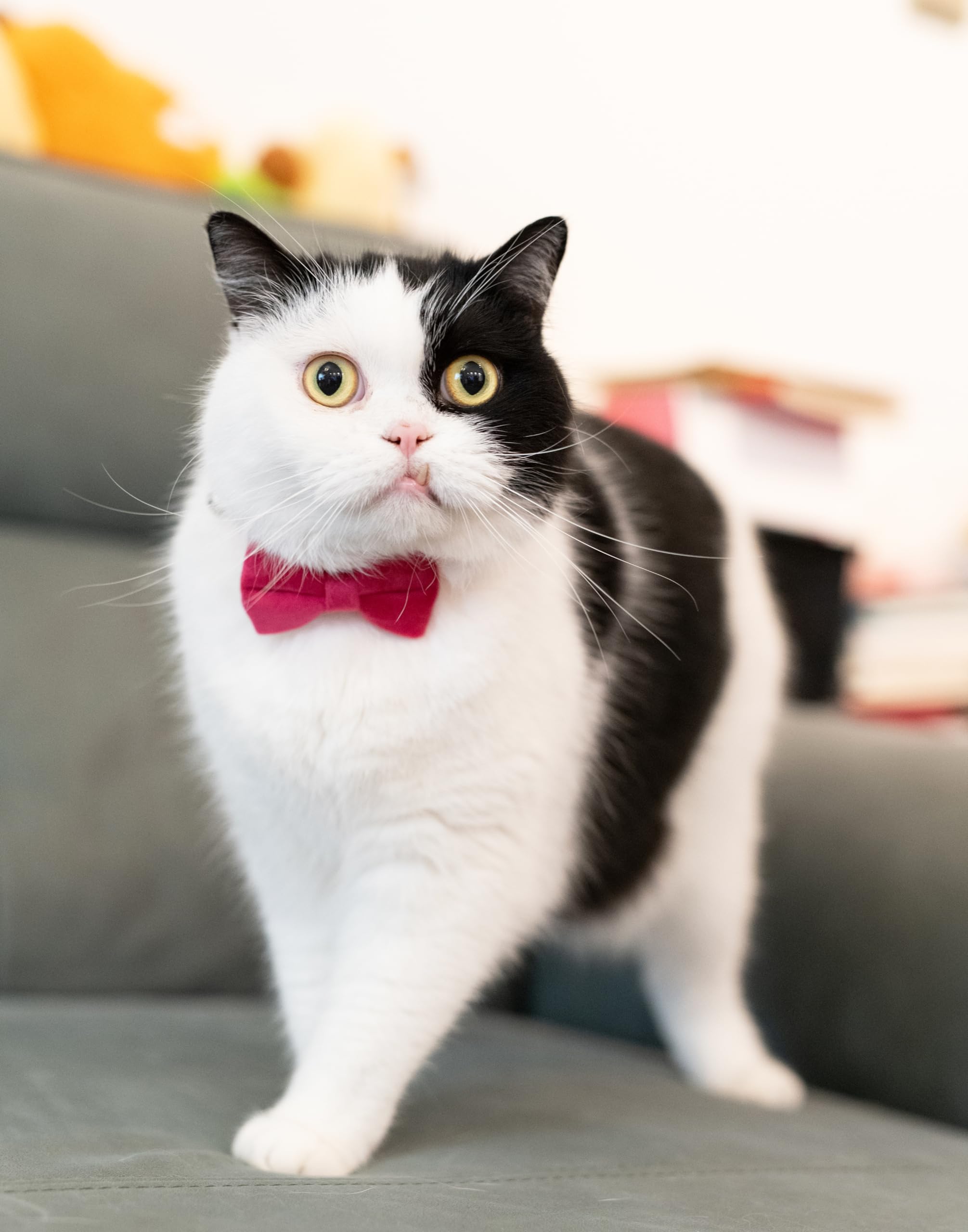 Gyapet Soft Velvet Cat Collar With Bow Tie & Bell - Breakaway Safety Collar, Adjustable 7-11", Dark Green - View #3