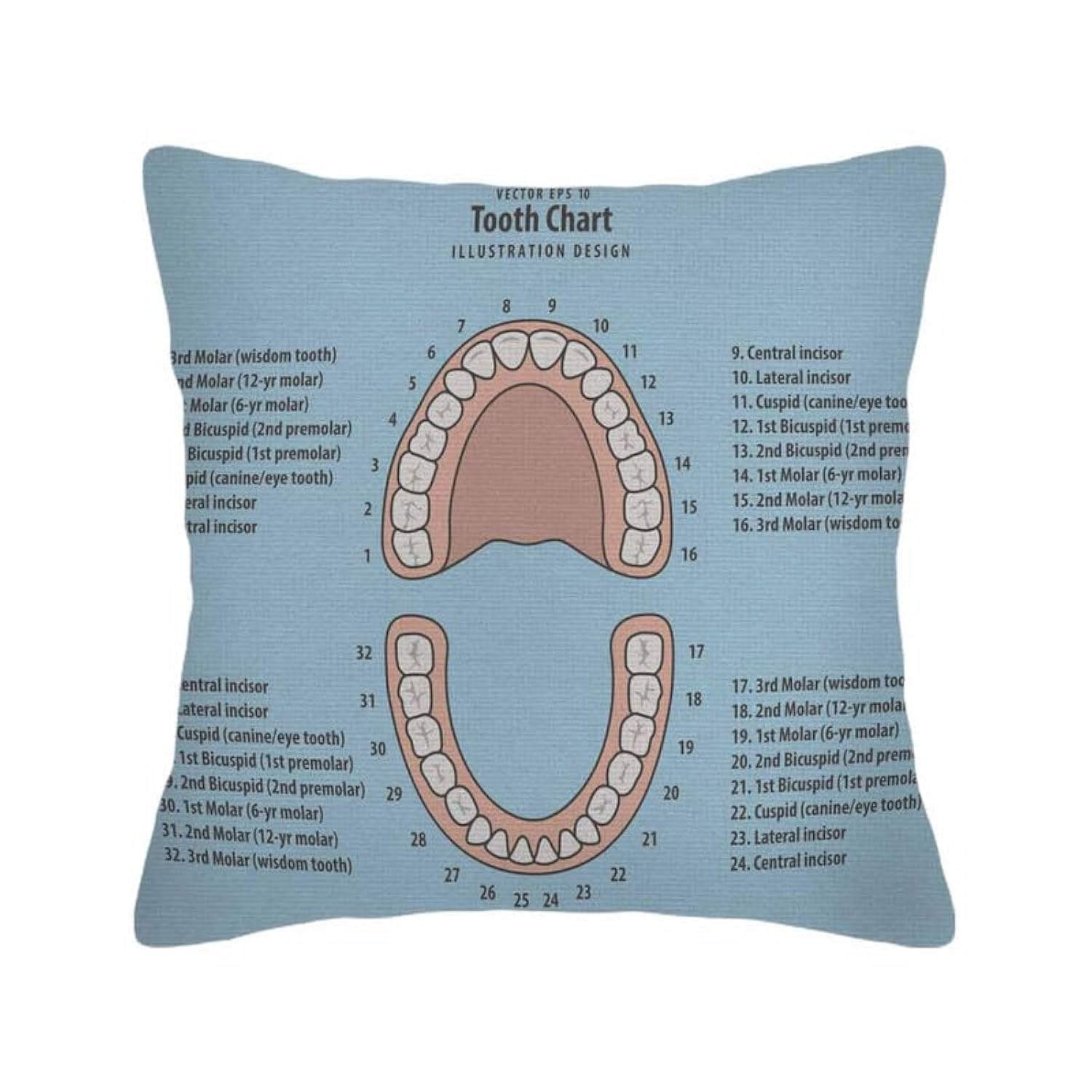 Husandy Throw Pillow Covers Pink Education Tooth Chart Number Infographic on Blue Dental Human Anatomy Pillow Case 18x18 Inch Cushion Cover for Home