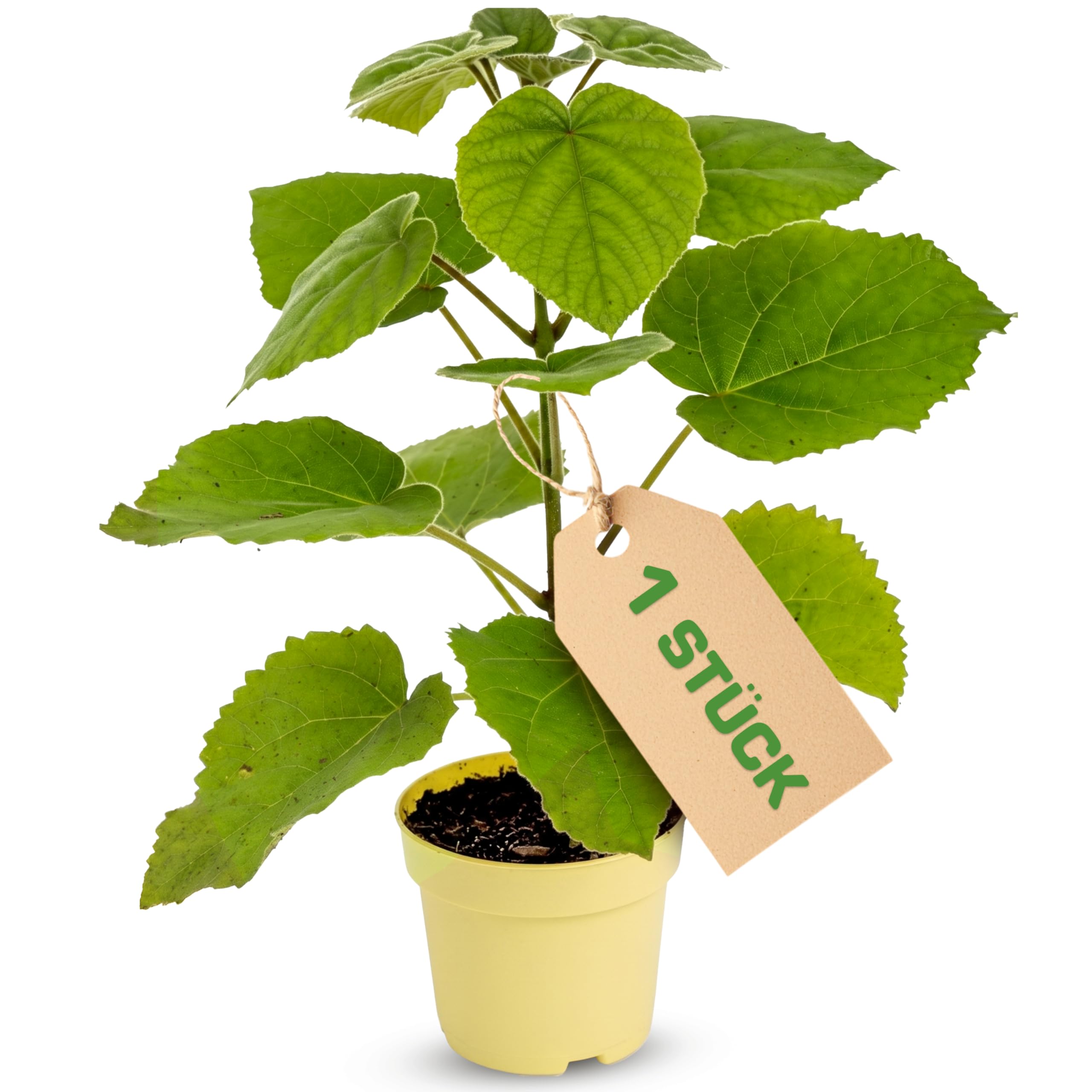Blauglockenbaum Paulownia Nordmax 21® P. tomentosa x P. fortunei schnellwachsend - auch bekannt als Kiri-Baum, Kaiserbaum mit blauvioletten & glockenförmigen Blüten als CO2 Baum (1x 15 cm-Topf)
