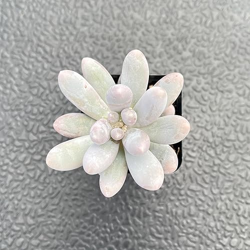 Miniatura 2 de Plantas suculentas vivas Pachyphytum 'Sweet-Dumplingss', mini suculentas en maceta, aproximadamente 2 pulgadas de profundidad x 2 pulgadas de alto,