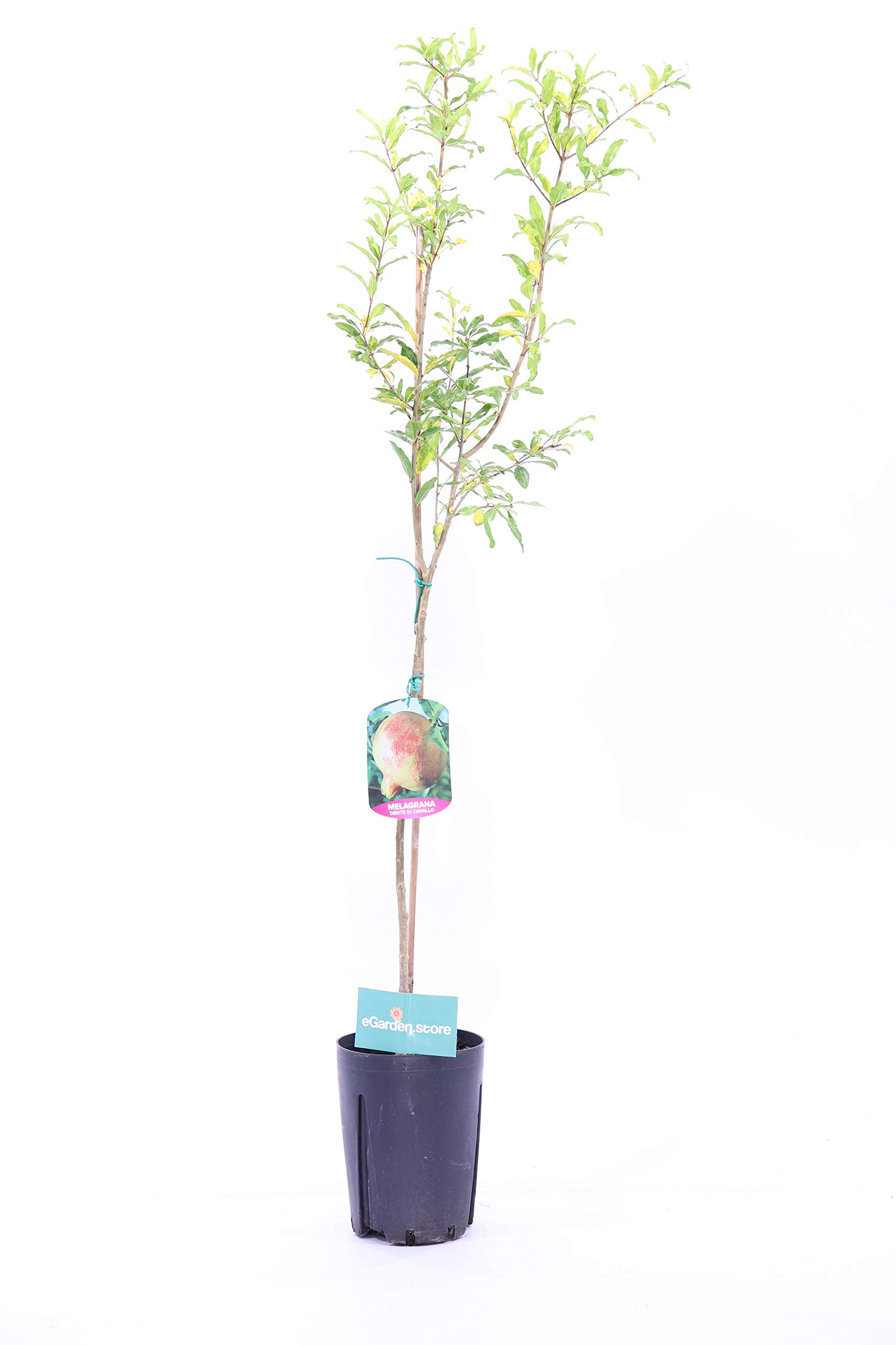 Albero di Melograno pianta di melograno già innestato varietà Wonderful Età 2 anni pianta in vaso di melagrana pianta vera di melagrana venduta da eGarden.store