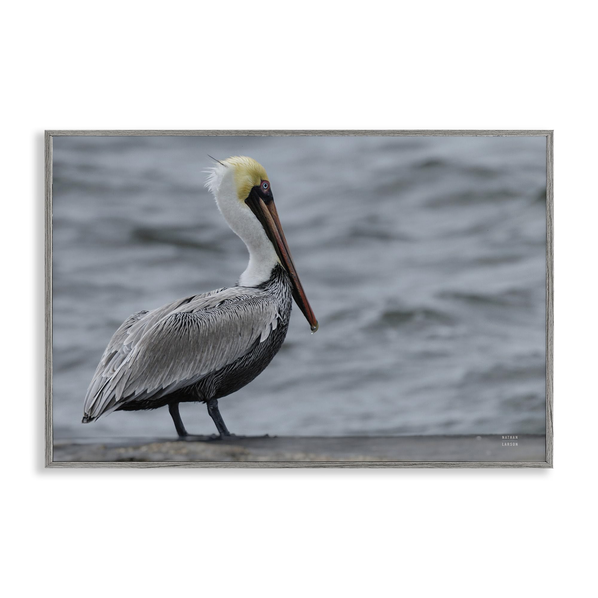 Stupell Industries 'Pelican Watch Photography', Framed Giclee Art, Gray, 24 x 16