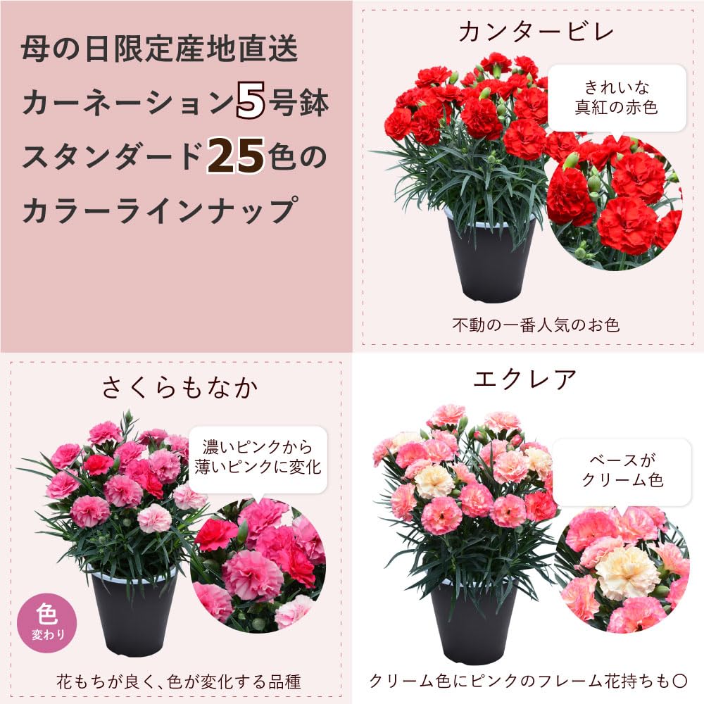 Amazon｜カーネーションの鉢植え 5号鉢 母の日のプレゼント花 鉢植え