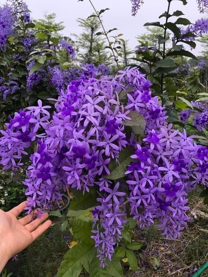 Petrea Violet Live Flower Live Plant or Sand Paper Vine Live Flower Plant/Nilmoni Lata Plant/Purple Wreath or Queen's Wreath (Petrea Volubilis)-image-27