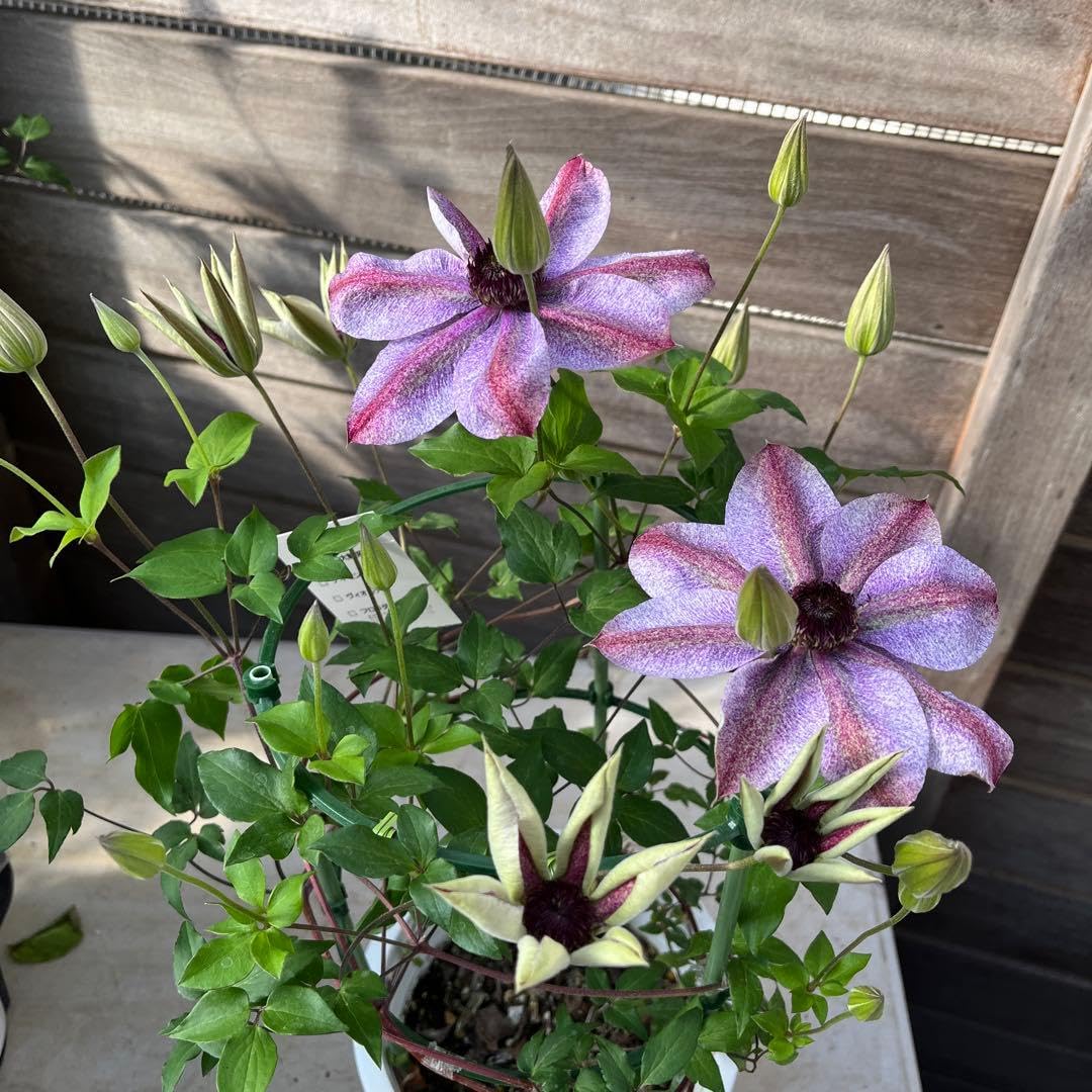 Amazon｜クレマチス 妖精のゆらぎ 6号 蕾 現物 5｜観葉植物 オンライン通販