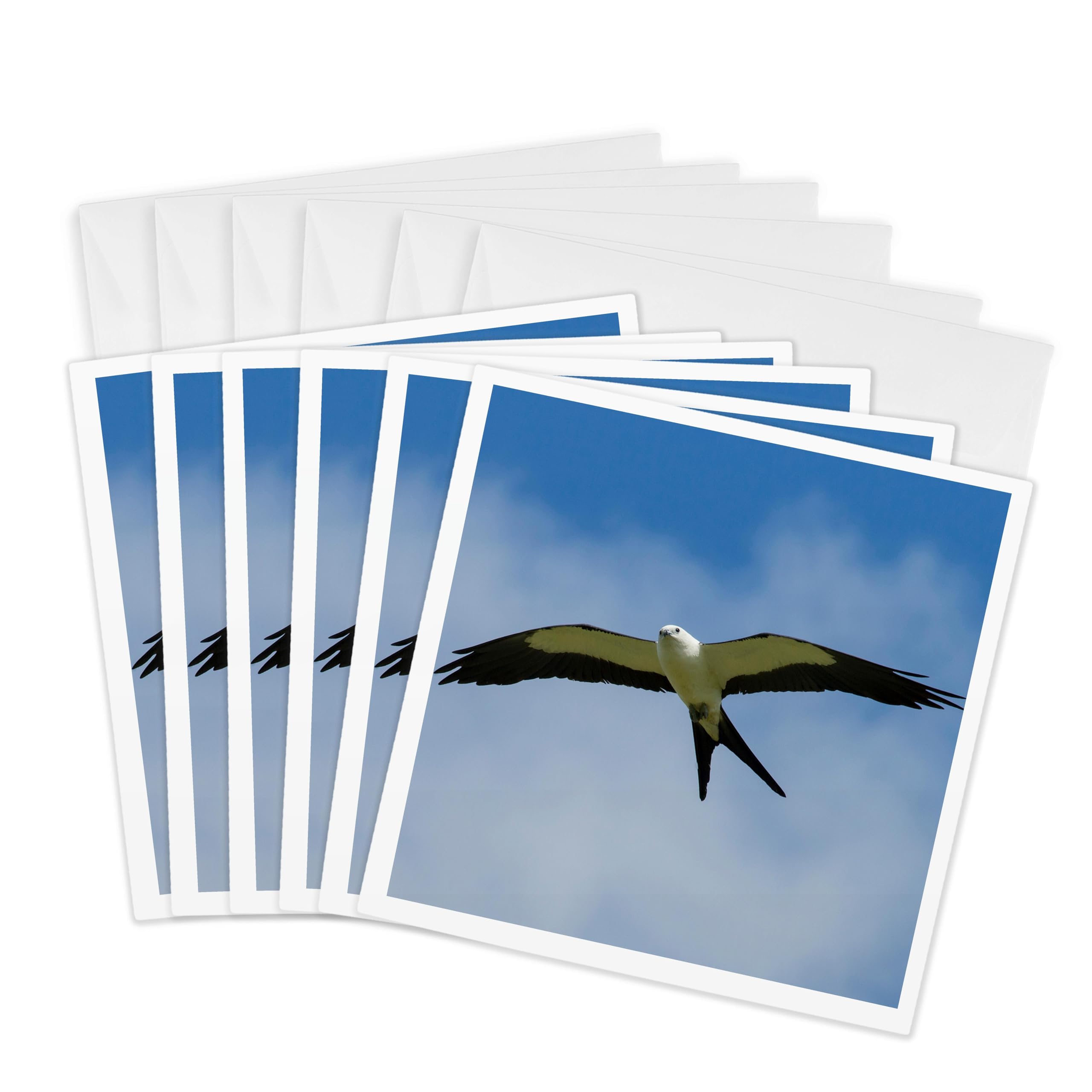 3dRose gc_230509_1 6 x 6-Inch "Swallow-Tailed Kite in Flight, Florida, USA" Greeting Card (Pack of 6)