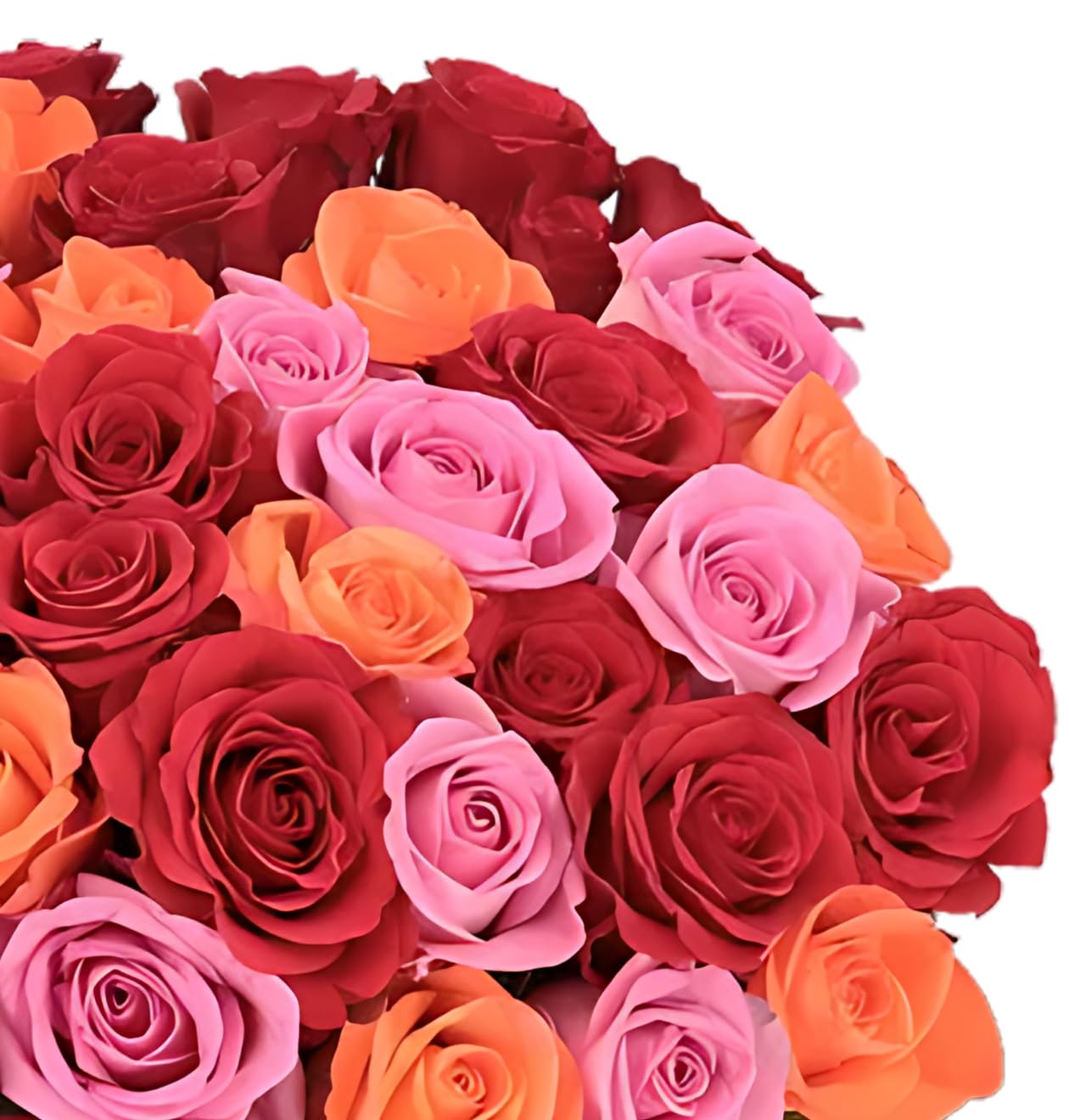 Blume Ideal Bukiety róż, 2 x 40 róż, "grządka różana" (łącznie 80 łodyg), Ø 40-50 cm, róże premium na wesele i do dekoracji, 7 dni świeżości, w różnych kolorach i ilościach
