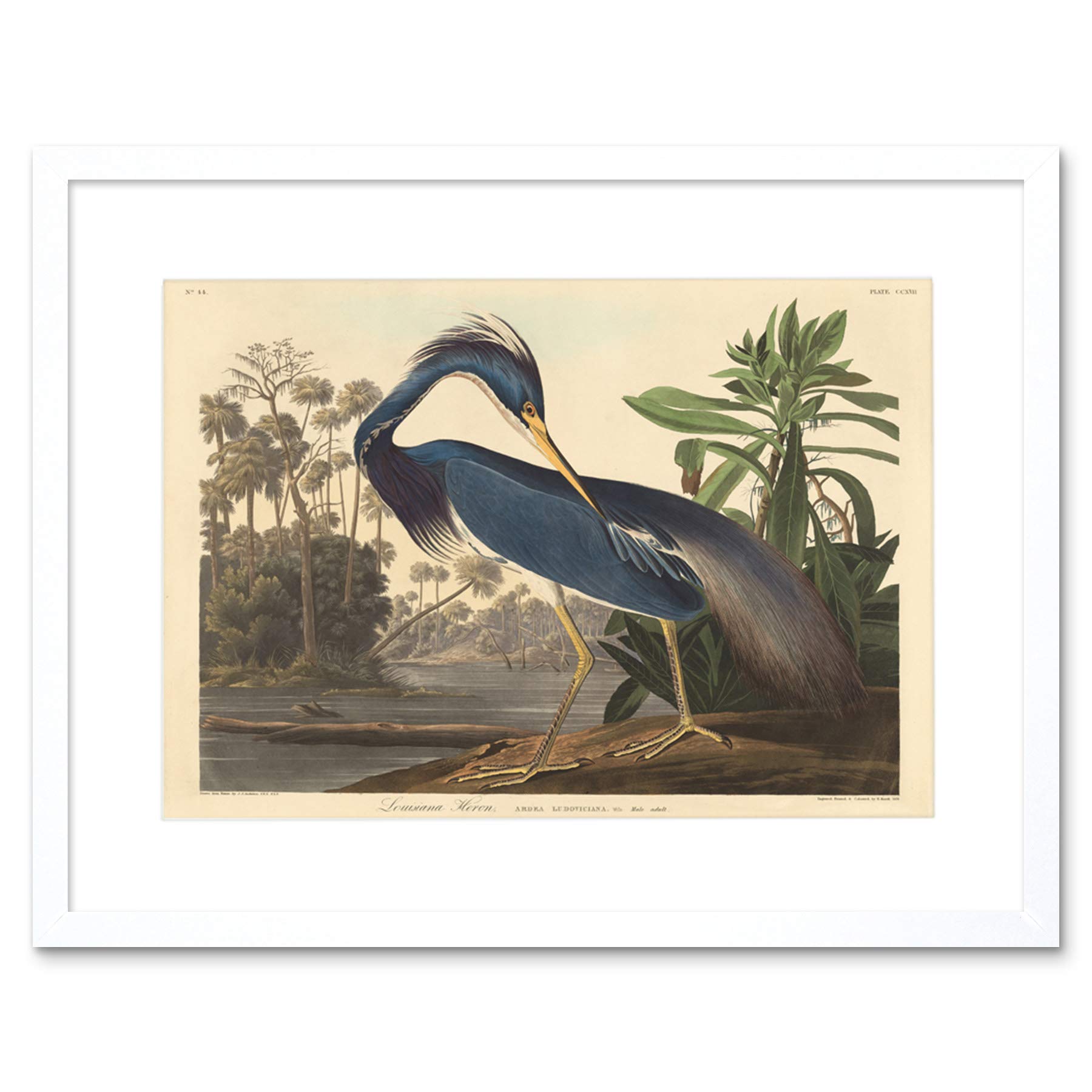 Wee Blue Coo Painting Bird Audubon Louisiana Heron Framed Wall Art Print