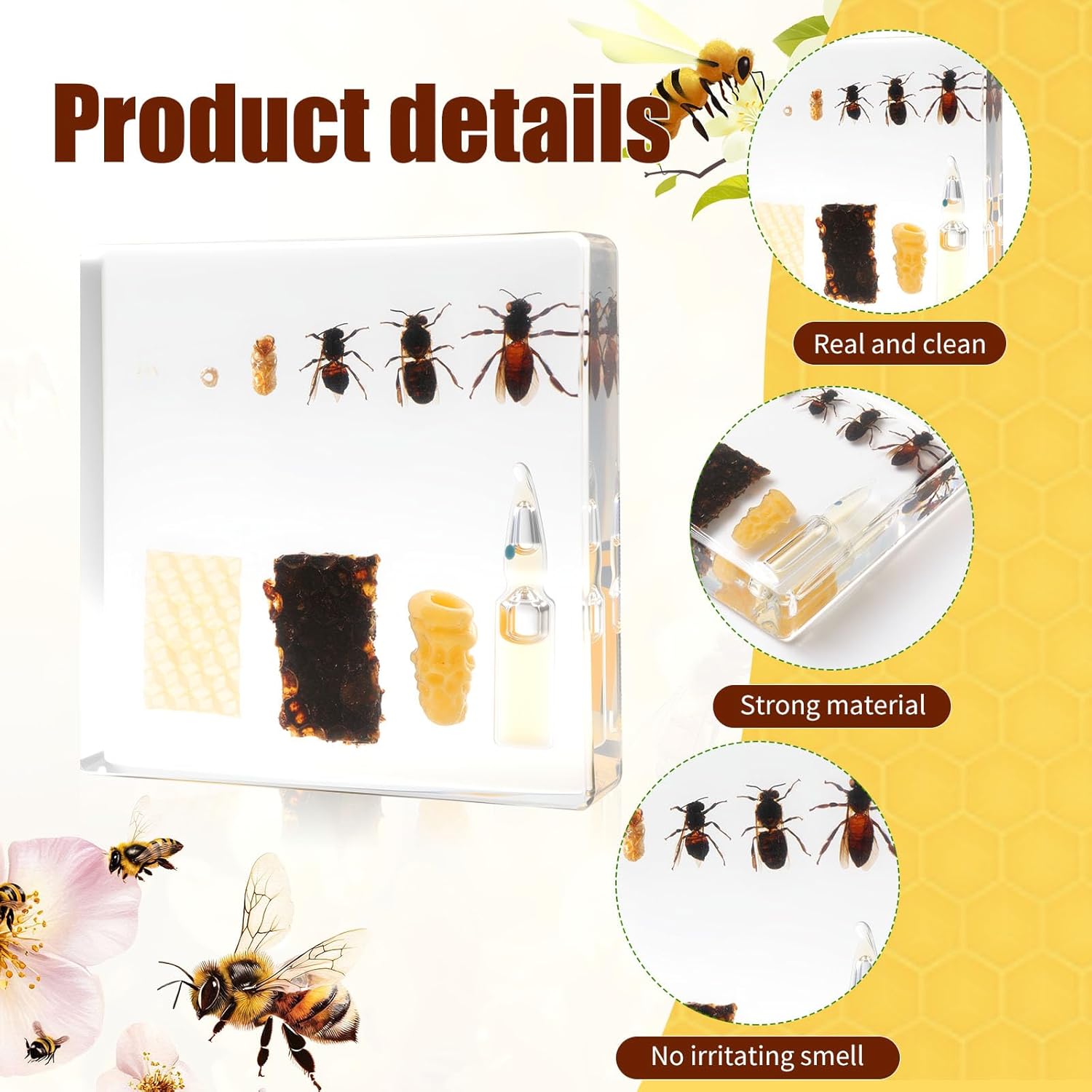 Lifecycle of a Honey Bee Insect in Resin, 3.7 x 3.7 x 0.8 Inch Life Cycle of Honey Bee Specimens Animal Paperweights Specimen for Taxidermy Science Decor