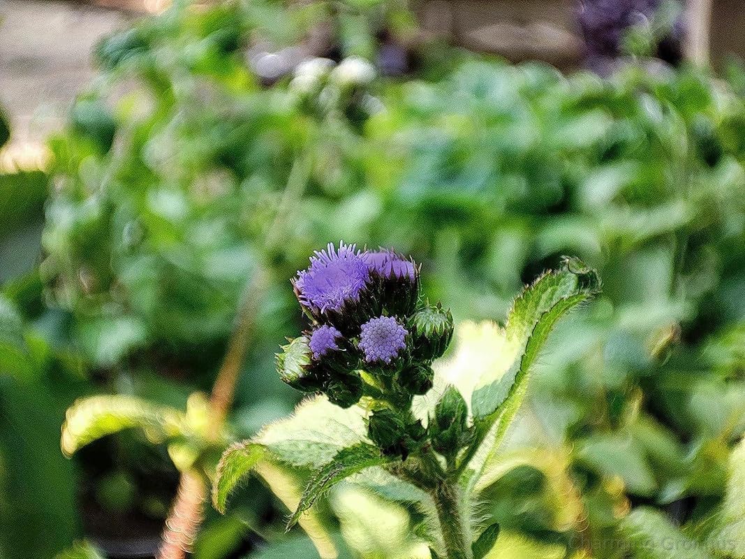 Charming Gronhus Live Sahadevi Plant1 Healthy Live Plant, Vastu Plant for Home, Sahdebi, Purple fleabane, Little Ironweed, Dandotpala, Kesarika,Devasaha,Medicinal Plant With Black Plastic Pot (B0CQRQBX3W) Amazon Price History, Amazon Price Tracker