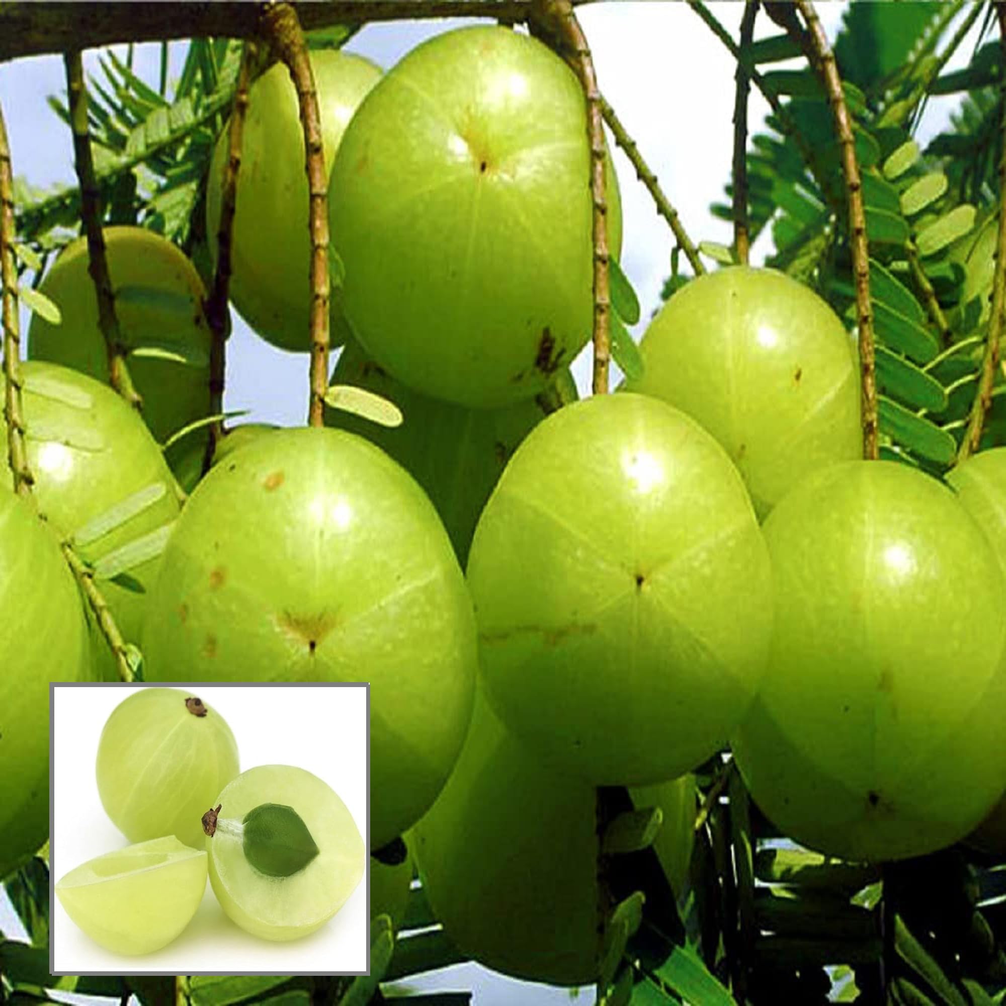 See full amazon price history chart for HAPING Sweet Banaras Amla Gooseberries Amloki Grafted Fruit Live Plant (1.5-3 Feet Height) HAPING Sweet Banaras Amla Gooseberries Amloki Grafted Fruit Live Plant (1.5-3 Feet Height) (B0CV4WMTM8) Amazon Price History, Amazon Price Tracker