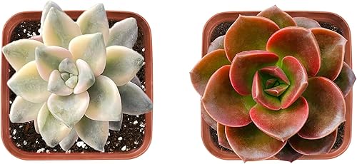 Juego de suculentas3, 2 variedades diferentes de suculentas, colección única de suculentas, suculentas vivas completamente enraizadas,