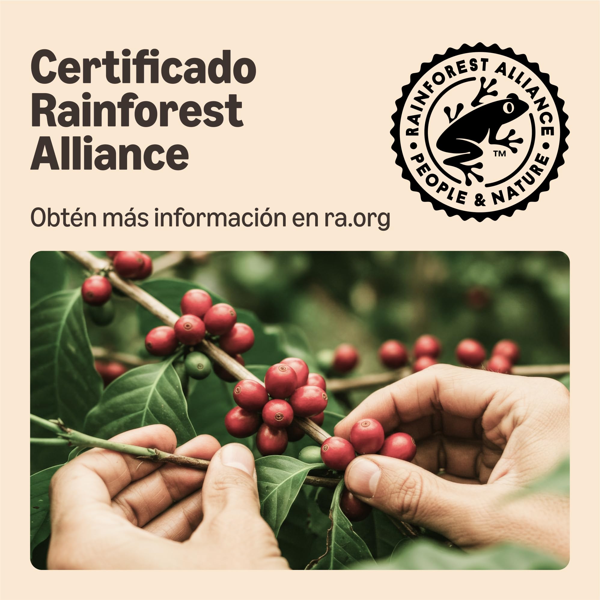 Monodosis de Café Crema 100% Arábica Senseo 36 Unidades Rainforest Alliance