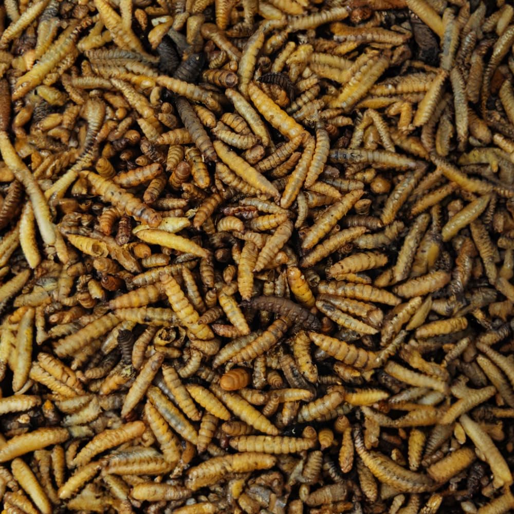 Soldatenfliegenlarven getrocknet (Hermetia illucens), für Vögel, Hühner, Igel, Reptilien, Fische (5 kg)
