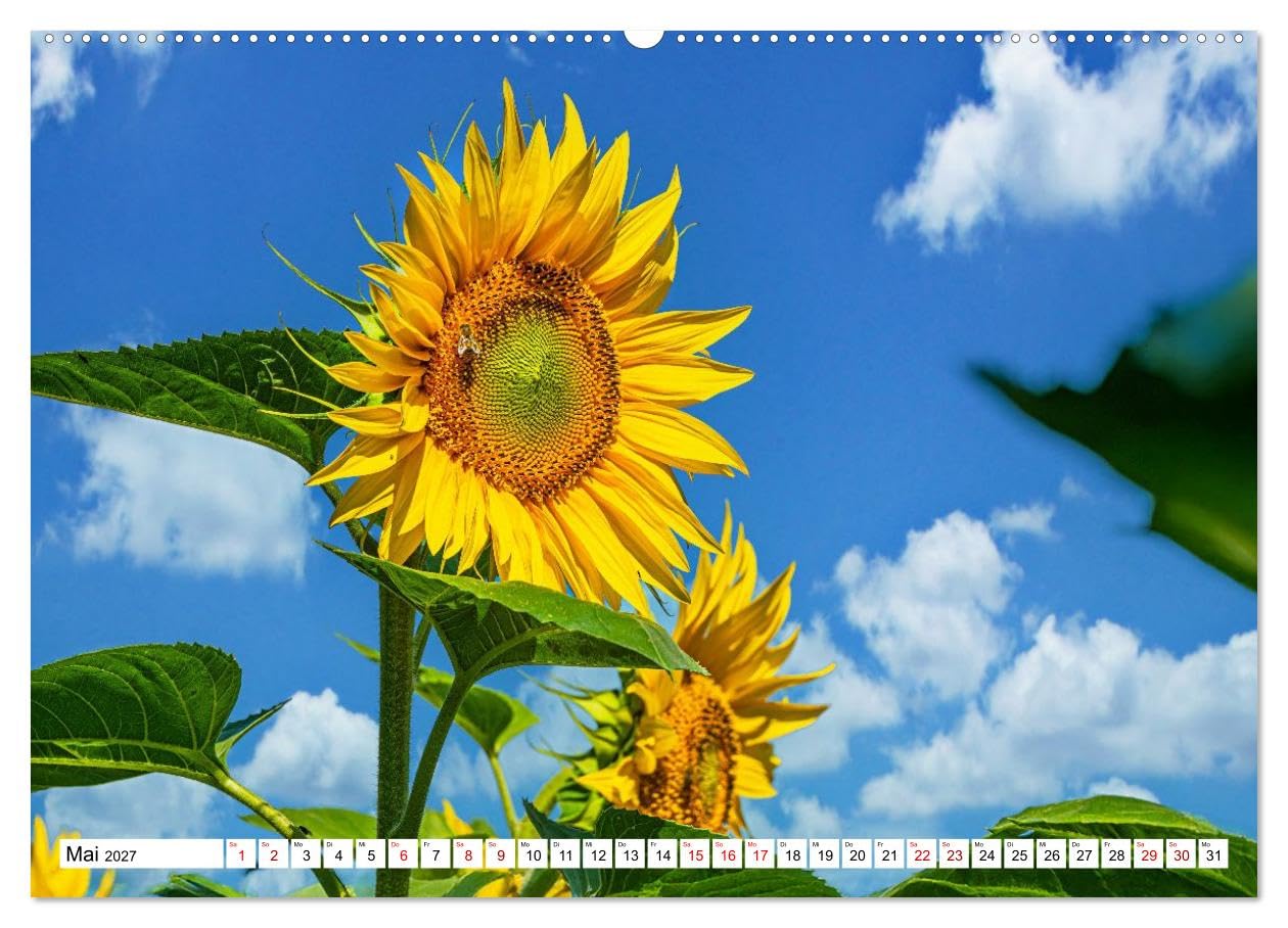 CALVENDO · Sonnenblumen - ein ganzes Jahr voller (Kalender 2027) | DIN A2 Querformat · Wandkalender · Sonnenschein · 13 wunderschöne Sonnenblumenfotos sorgen das ganze Jahr für gute Laune