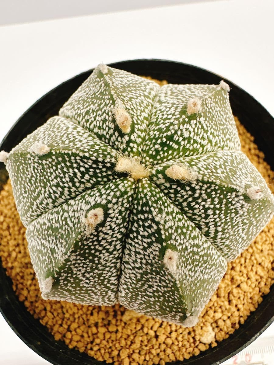 Amazon.co.jp: Astrophytum myriostigma アストロフィツム 白ランポー