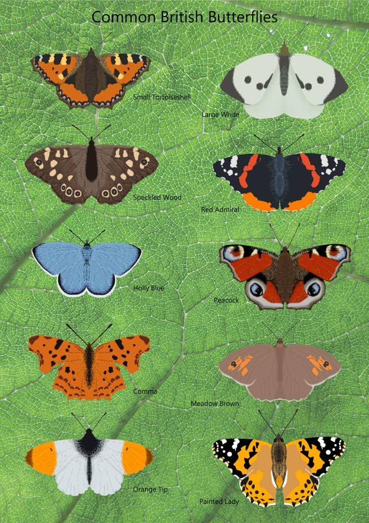 Common British Butterflies Poster Amazon.co.uk Home & Kitchen