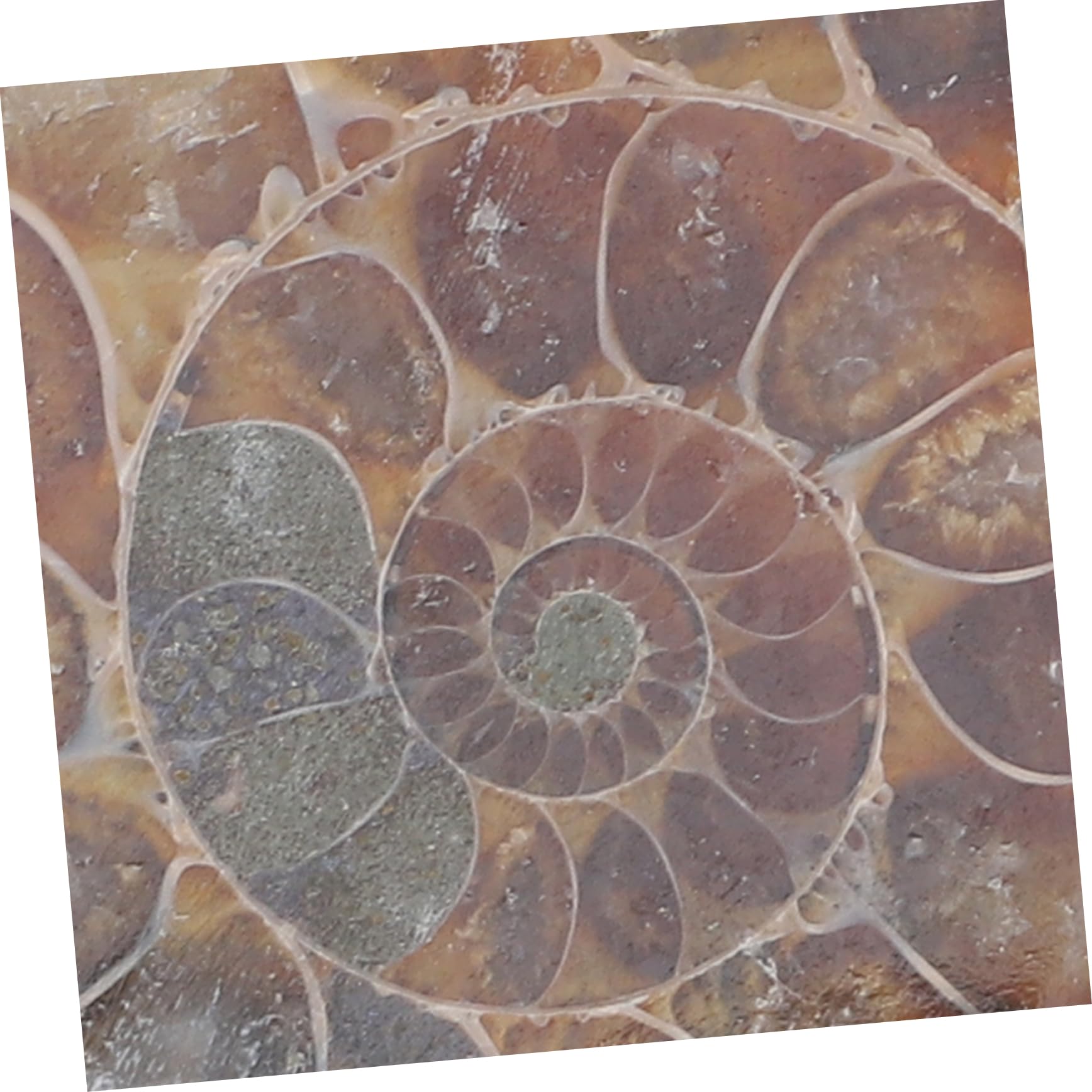 OKUMEYR 2pcs Specimen Educational Ammonite Specimen Models for Children Ammonite Models for Educational Ammonite Model Fun Ammonite Models Sliced Ammonite Model Models for Fun