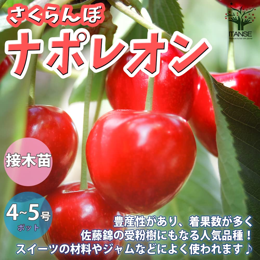 Amazon.co.jp: ITANSE さくらんぼの苗木 品種 ナポレオン 品種で