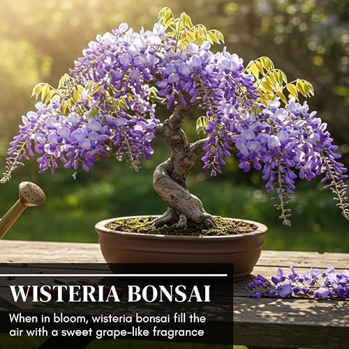 Miniatura 4 de Plántula de árbol bonsái de glicina llorona para plantar, plántula bien enraizada de 1 año