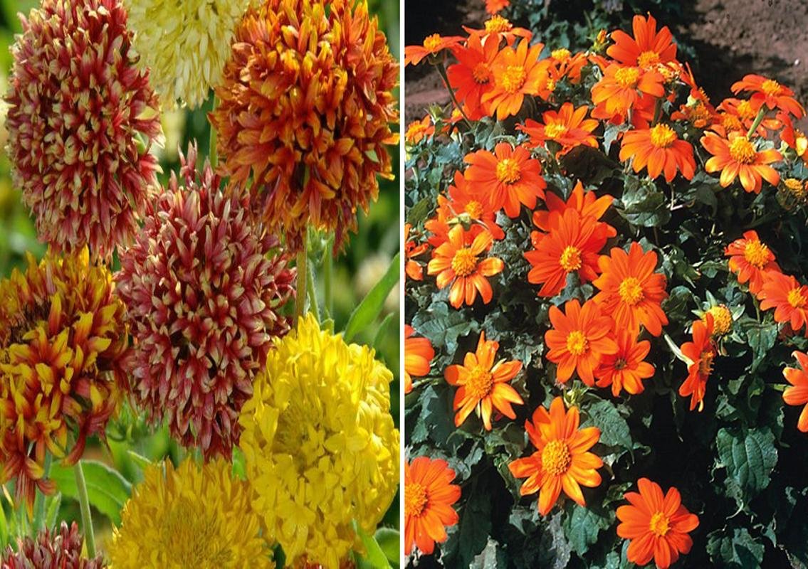 Gaillardia Duo Mixed and Tithonia (AVG 100150) Seed (Pack of 50 Seed