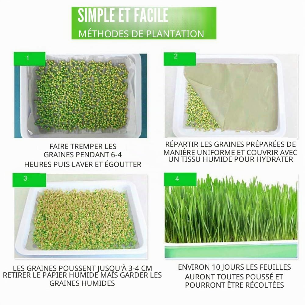 6 Plateaux de Germination 34×25 cm, Germoir pour graines à germer, 24 Feuilles incluses, Micro pousses avec Drainage Fin Anti-moisissure, pour Luzerne blé Radis et Haricots Mungo