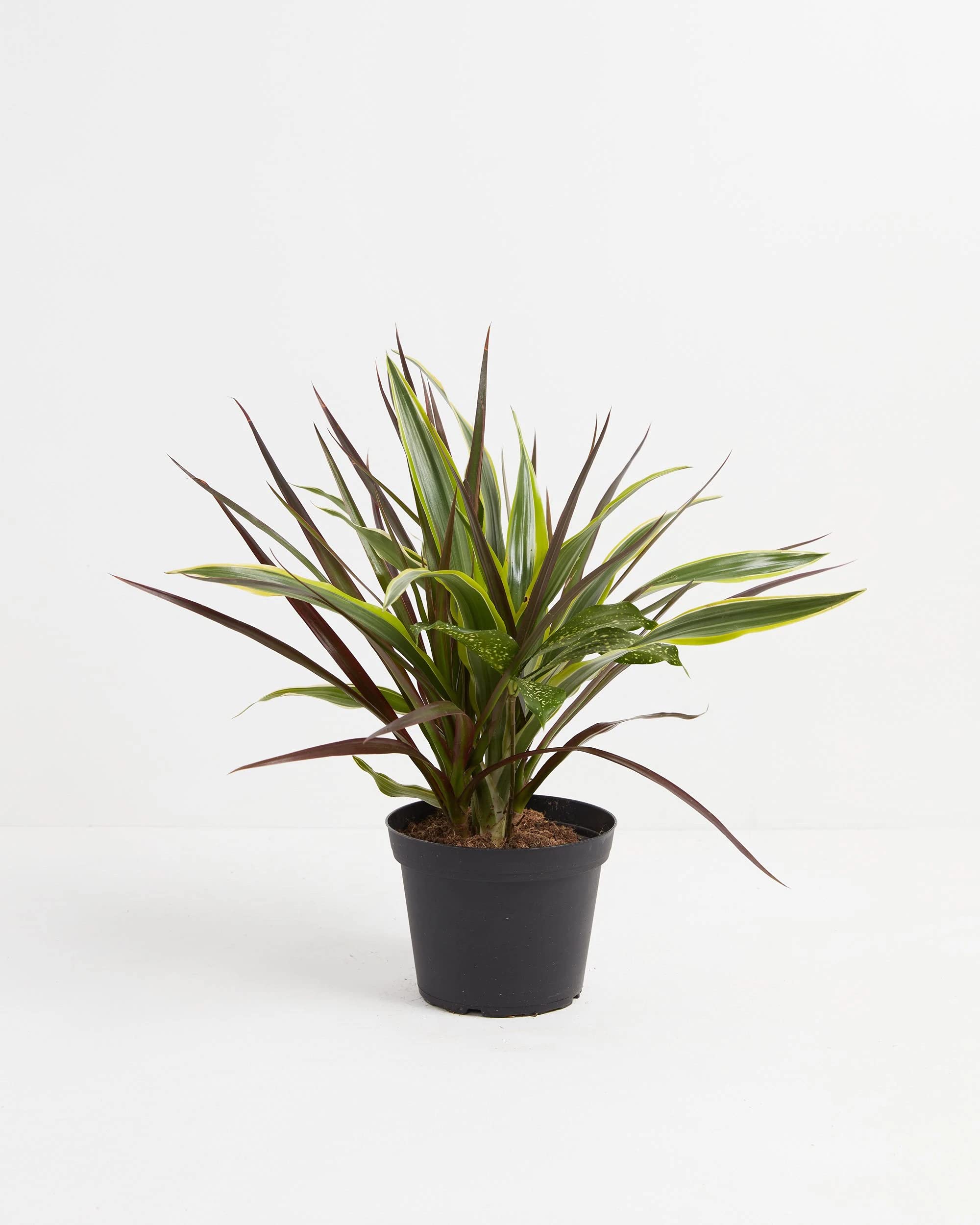Buy Lively Root Black Leaf Dragon Tree Collection (Dracaena), 6