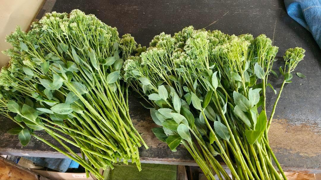 花もちがいいセダム(グリーン)の花束 30本 約30cm~35cm 北海道産