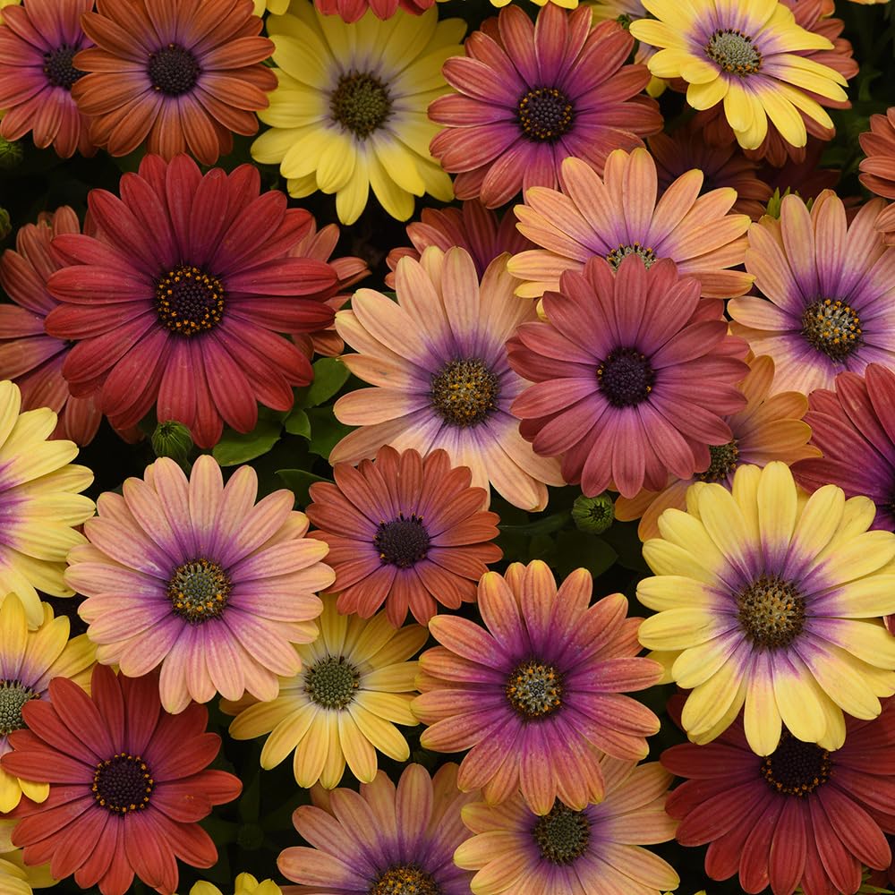 Bedwen Osteospermum Mix 'Akila Hawaii Sunset' 9cm Plant x2 – African Daisy Orange & Yellow Summer Bedding Plants for Garden & Patio Pots