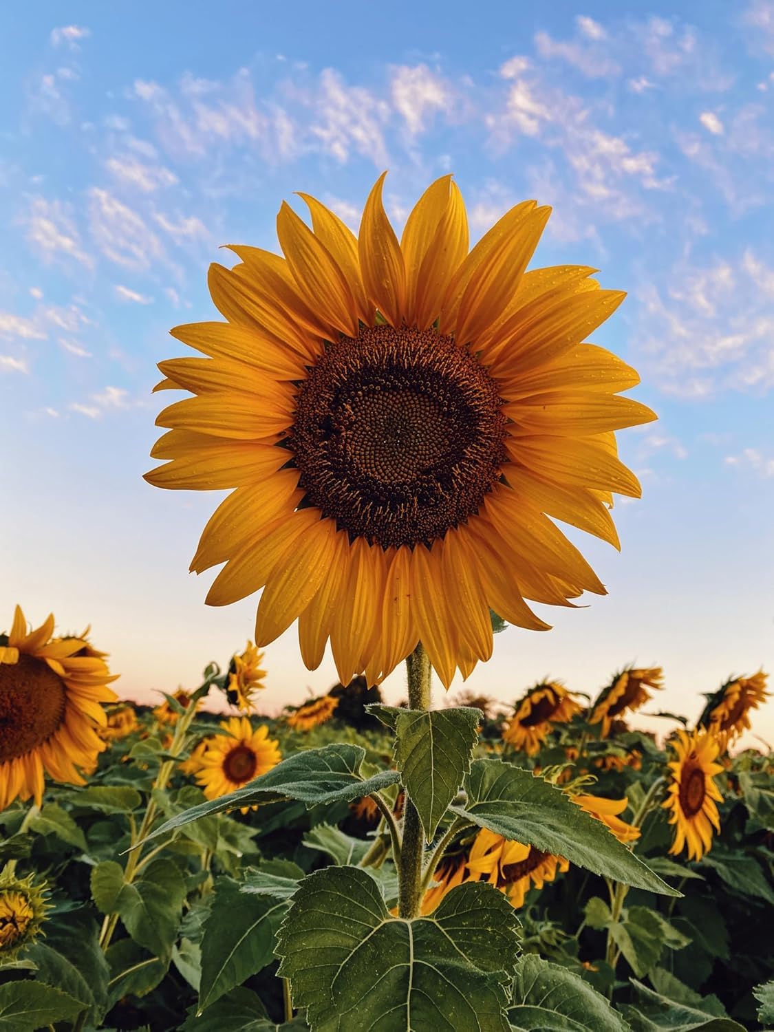 Russian Giant Sunflower Seeds,Big Yellow Blooms for Home and Terrace Gardening Pack of 50 Seeds-image-17