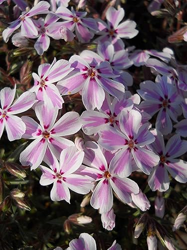 Miniatura 6 de Phlox subulata 'Scarlet Flame' (Moss Phlox) Flores perennes, de color rosa brillante, 1 contenedor de tamaño