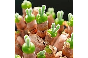 CHUXAY GARDEN Monilaria Obconica Seed 70 Bunny Succulent Bonsai Pot