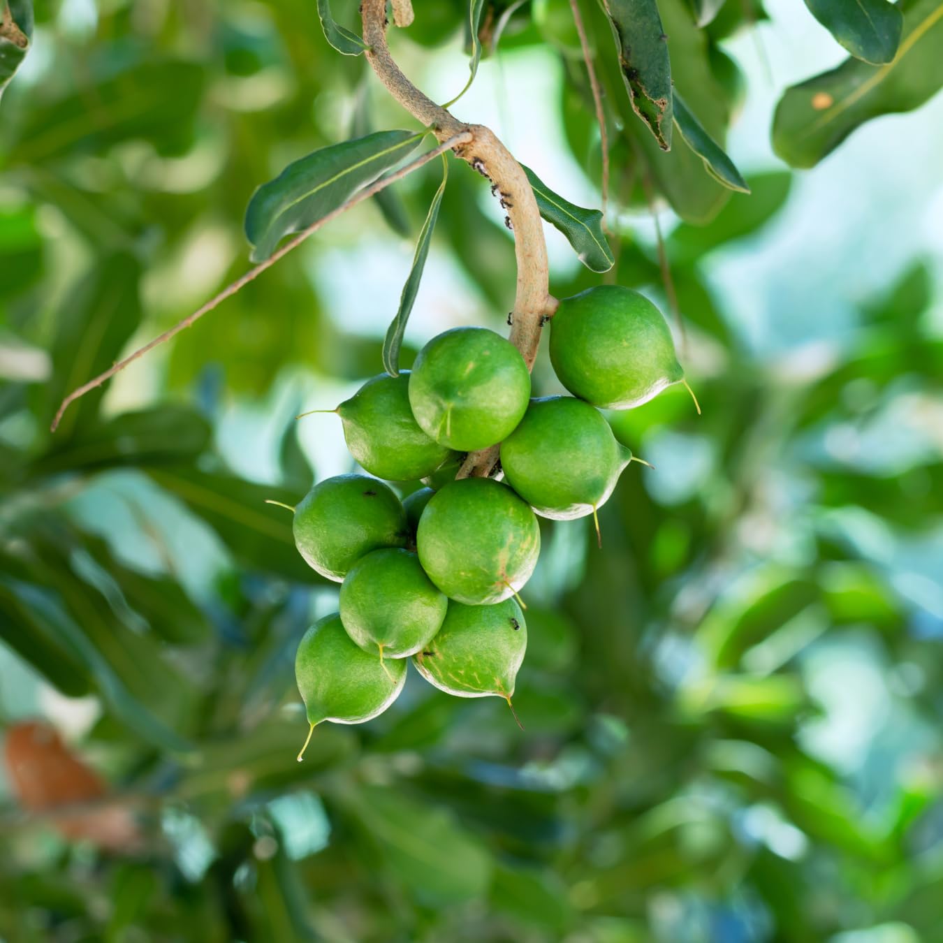 M-Tech Gardens Macadamia Nut Fruit Plant (Macadamia integrifolia, Hybrid) Exotic 1 Live Fruit Plant (B0D7ZS1KR2) Amazon Price History, Amazon Price Tracker