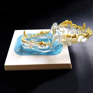 Transparent Canine Dog Jaw Tooth Model - Animal Skeleton Model - Anatomical Animal Teeth Model Dog Teeth Teaching Model for Veterinary Teaching Study with Base