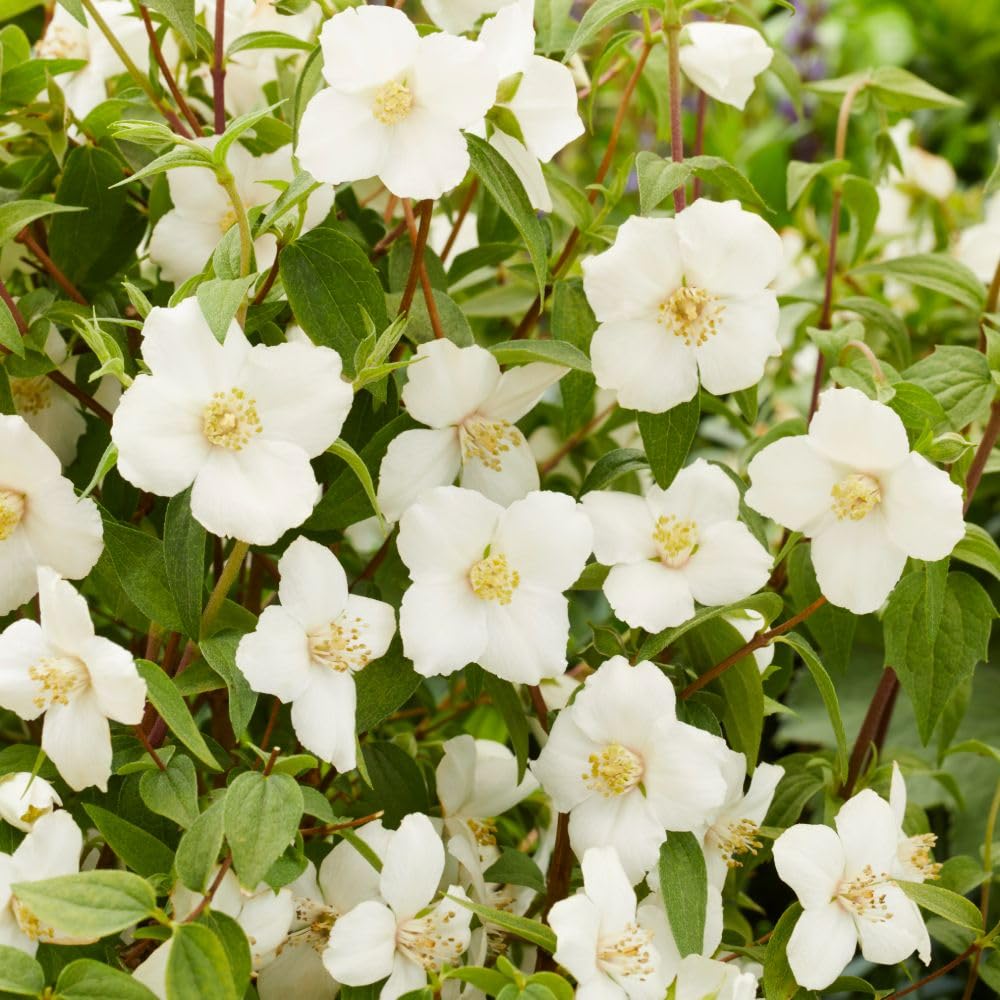 Philadelphus 'Petite Perfume White' – Fragrant Mock Orange Shrub with Pure White Flowers, Ideal for Low-Maintenance Urban Gardens and Containers - 1x 9cm Potted Plant by Thompson & Morgan
